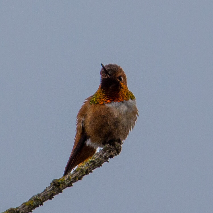  The rufous hummingbirds are back! 