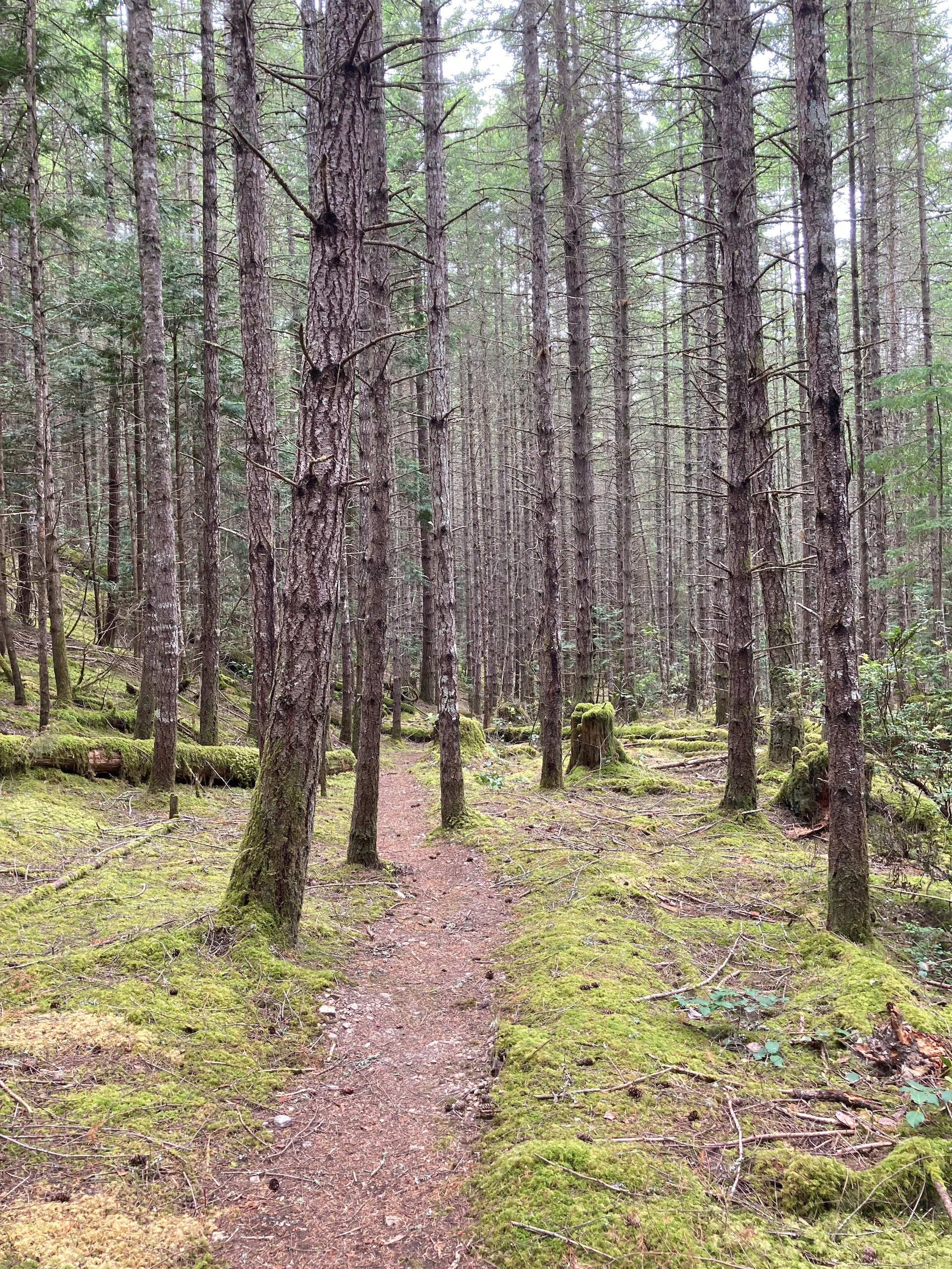  The path down to the beach is very green and mossy, and is one of our favorites.  