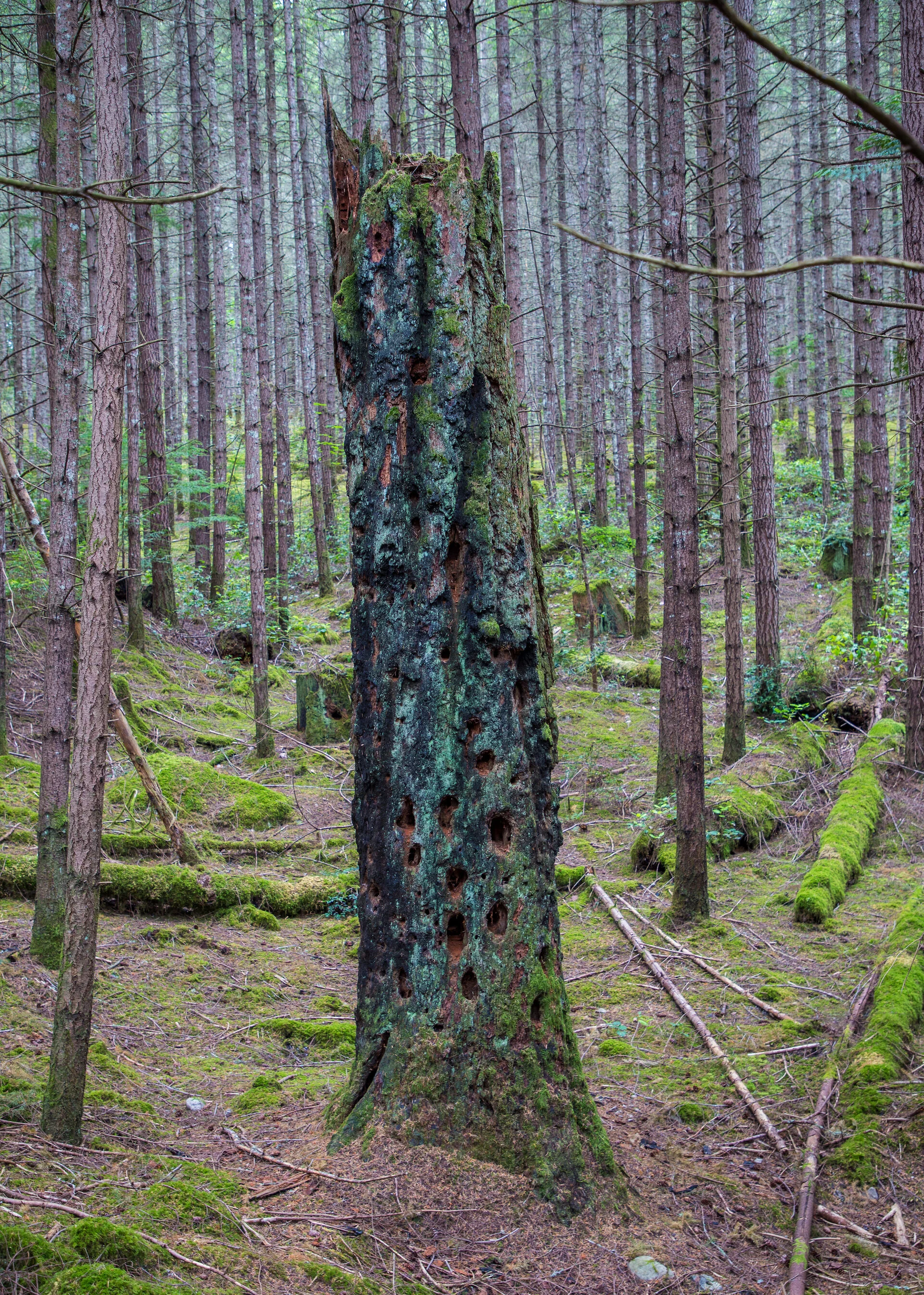  A very cool, burn tree stump. So many woodpecker holes! 