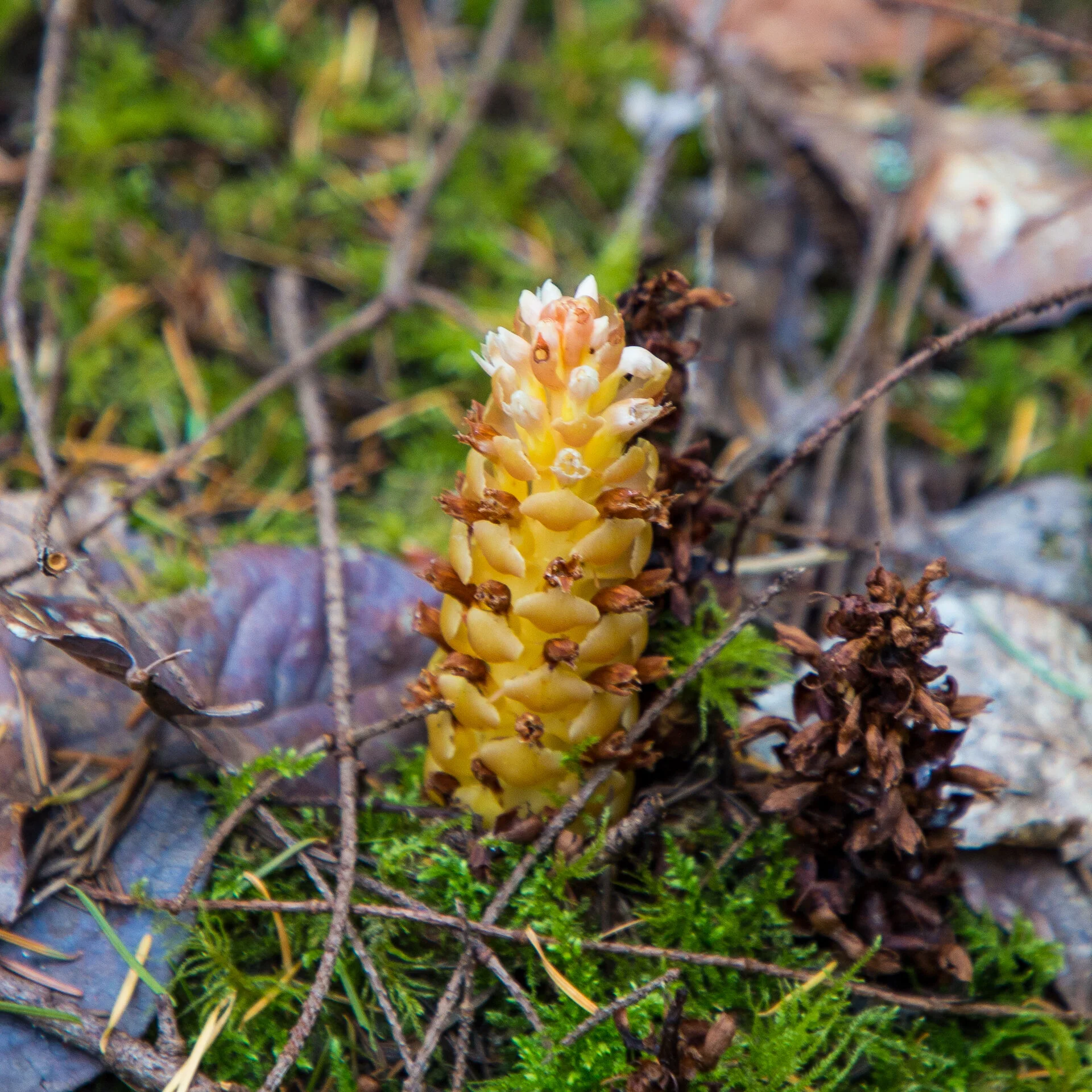  We saw this called a “cone tree”, but we’re still unclear what it actually is. 
