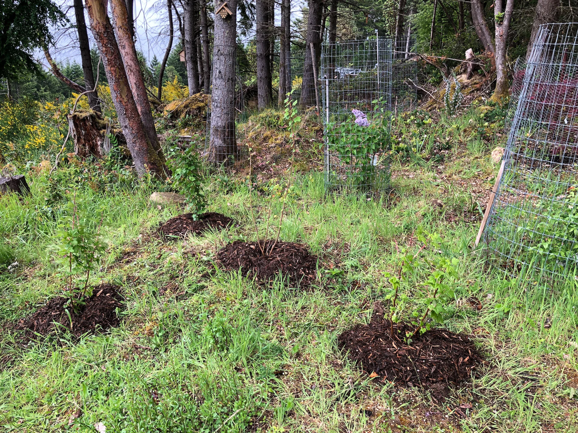  We also planted a few flowering currents. They are beautiful bushes, with amazing flowers in the spring. If the deer don’t eat them… 