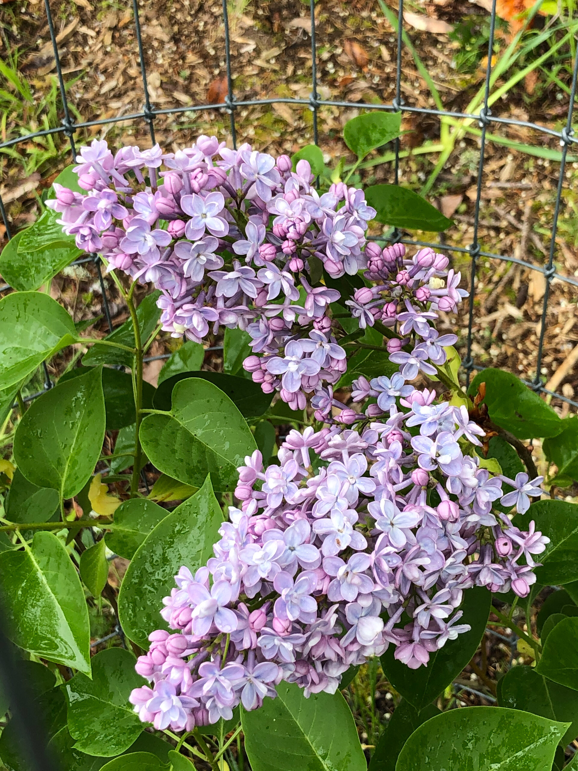  We got two blossoms on our lilac for the first time this year. 