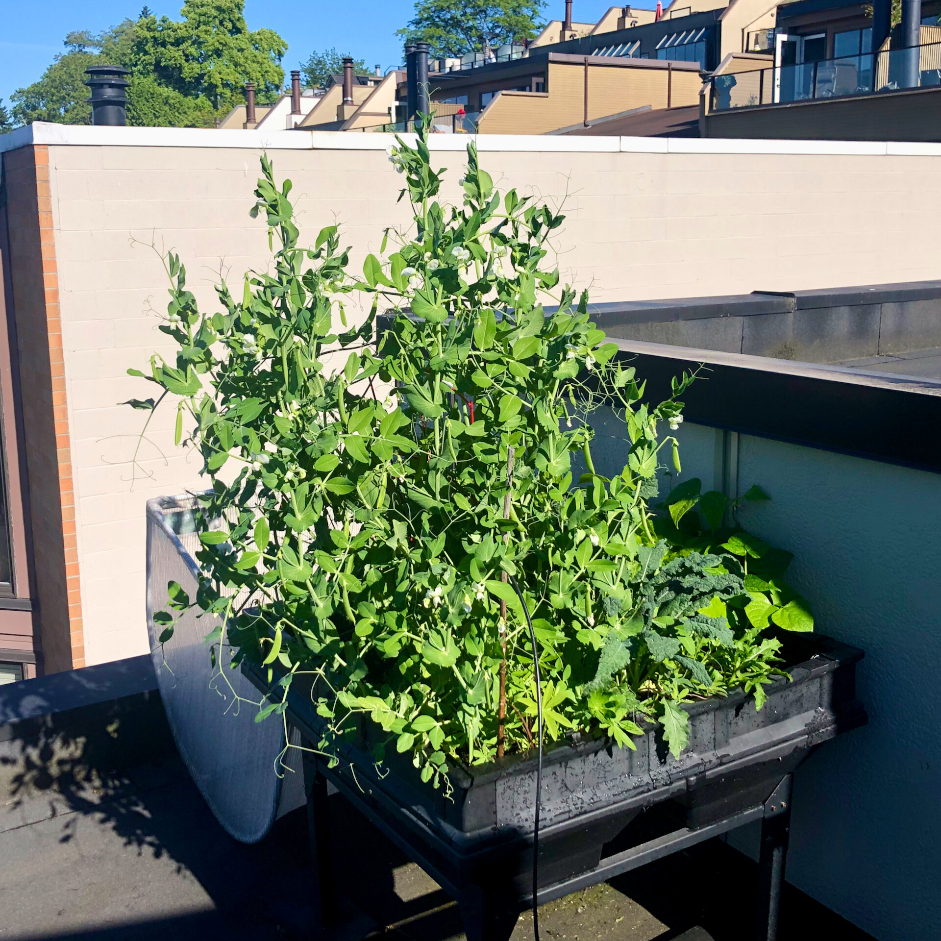  The veggie garden box has had it’s best year ever! The peas have gone crazy, and are growing like mad. They’ve completely taken over, and I need to string up the little trellis (attached it to the balcony railing)  I added so it wouldn’t collapse un