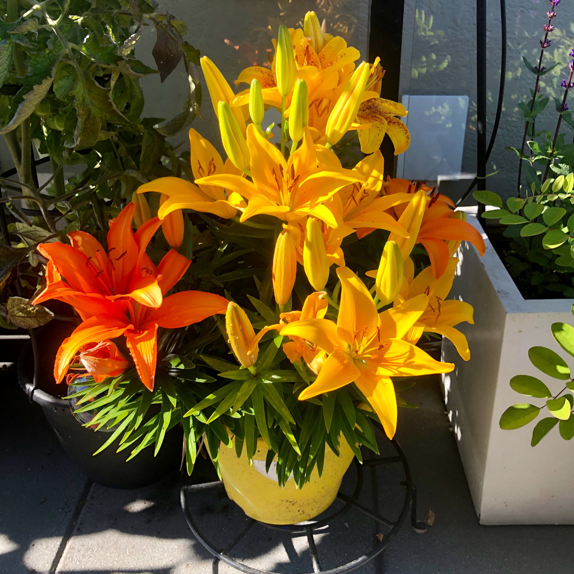  Our lilies are almost at the end, but are also doing well. We bought these last year, they were OK, but came back with a vengeance this year! 