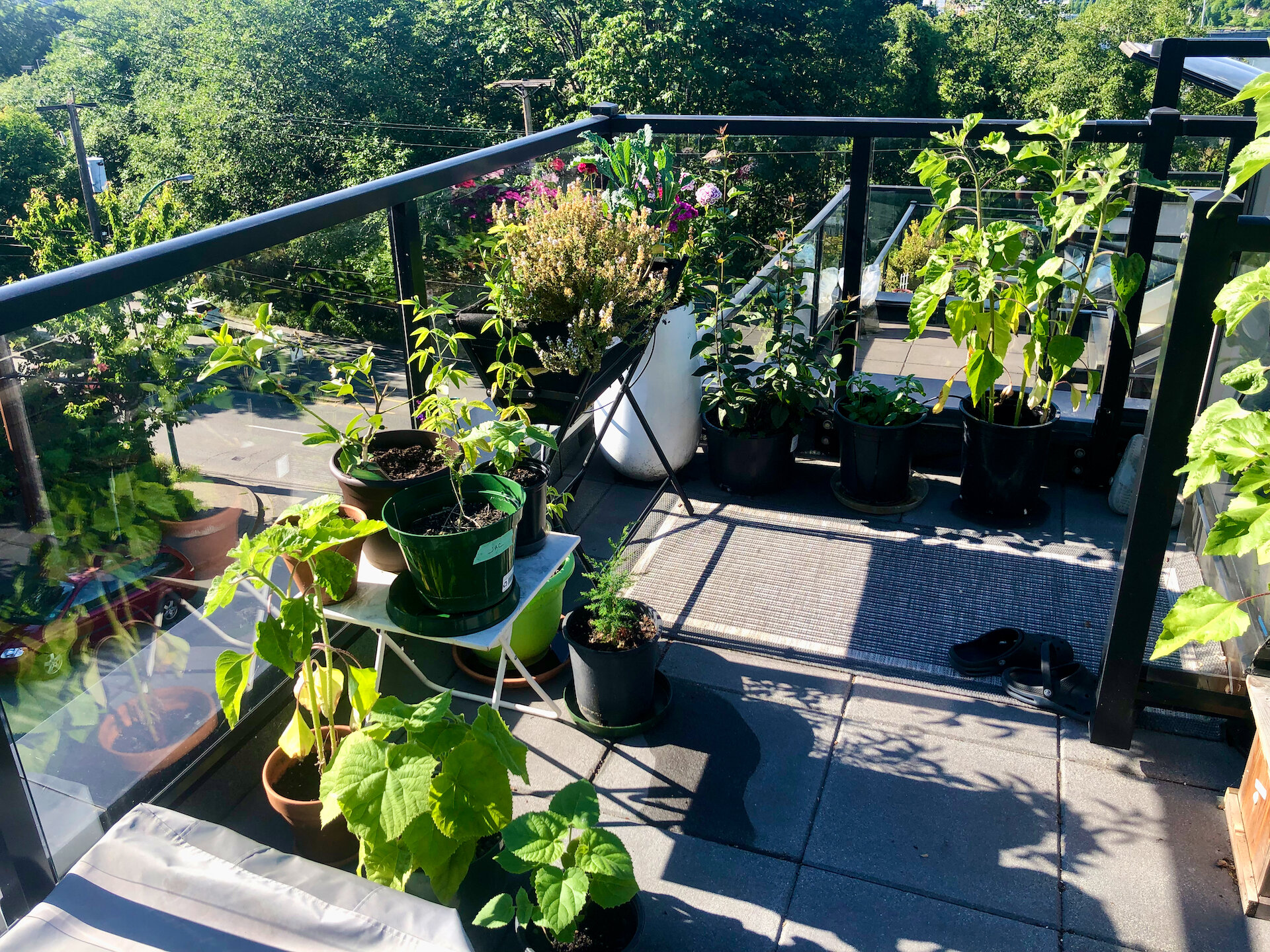 The landing where you come up from downstairs is also full. More sunflowers in pots; our herb garden (the thyme is out of control); a lilac; and a bunch of trees that we’ve been growing for a few years.  