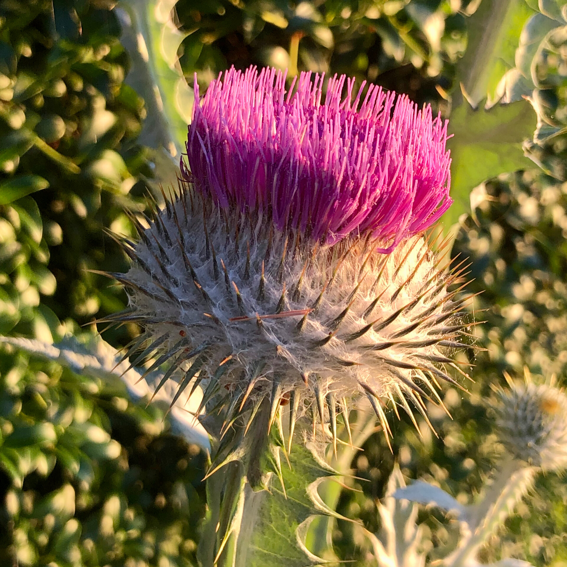 Thistle in bloom. The nice kind; not the ones taking over our place on Galiano. 