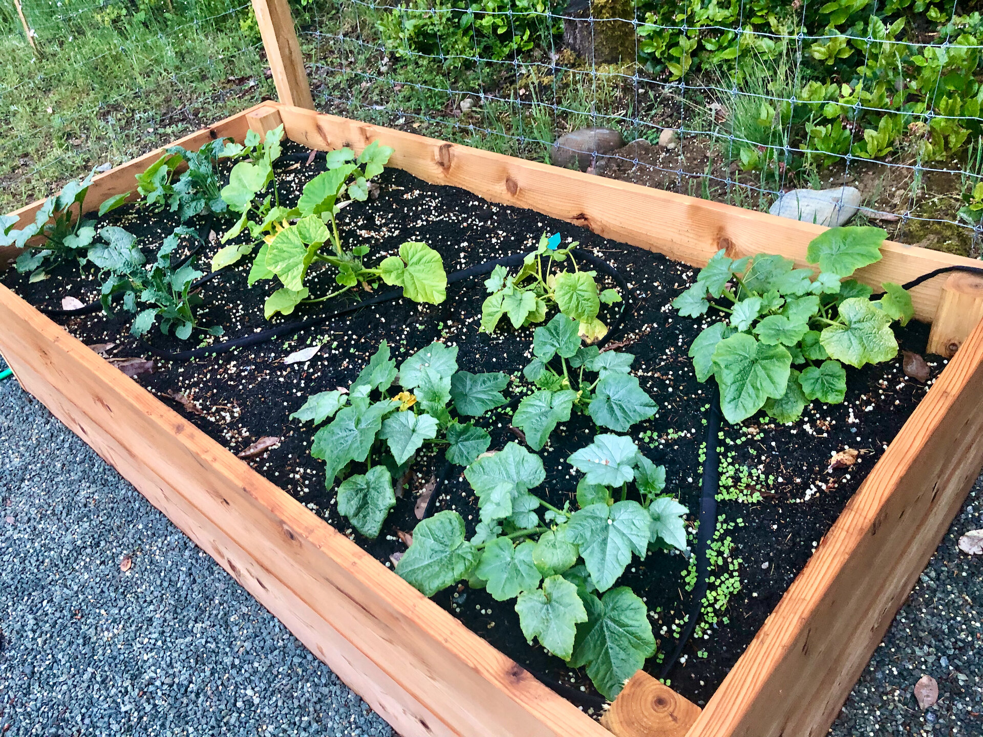  In one of the garden boxes, we planted all our squash and pumpkin plants. We’ll see how they do. 