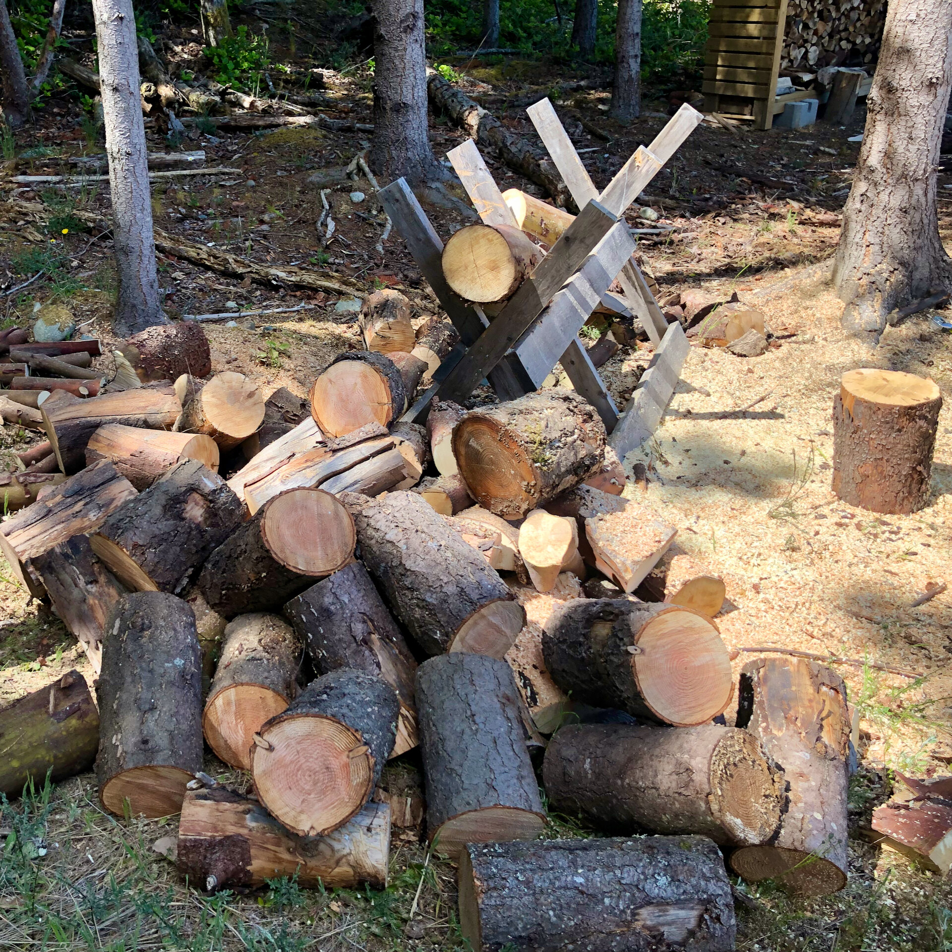  I started with the pile of logs that had been sitting there. It was mostly arbutus and a bit of fir that had come down over the winter. 