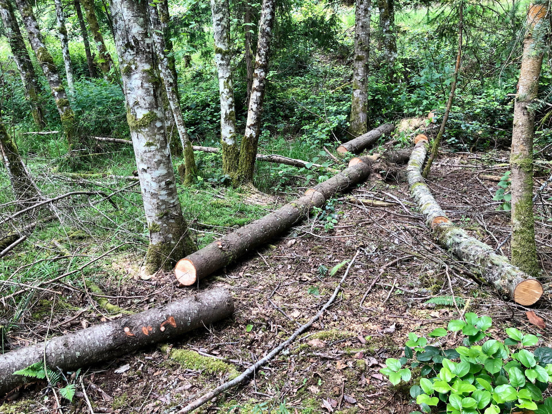  There were two fairly big trees that had come down in the forest - one alder and one fir. I cut them up into pieces that were small enough to move. 