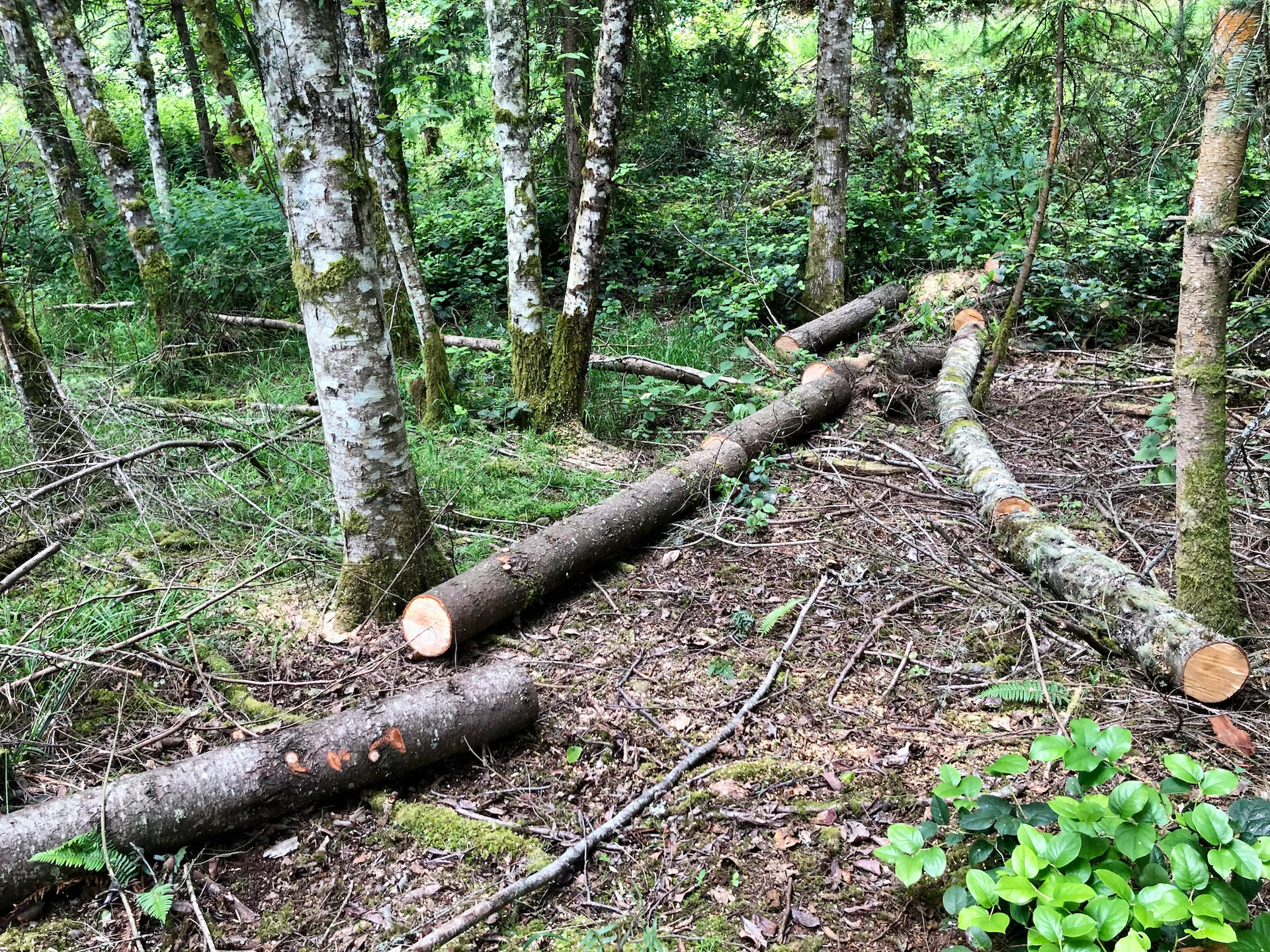  There were two fairly big trees that had come down in the forest - one alder and one fir. I cut them up into pieces that were small enough to move. 