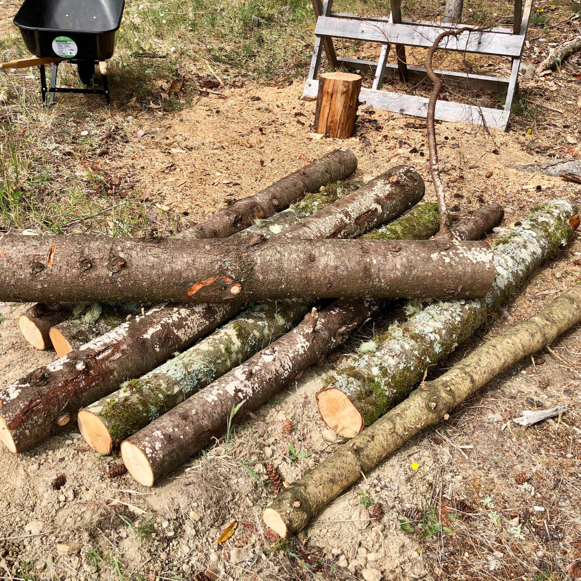  The pile of logs; next step bucked up and split. 