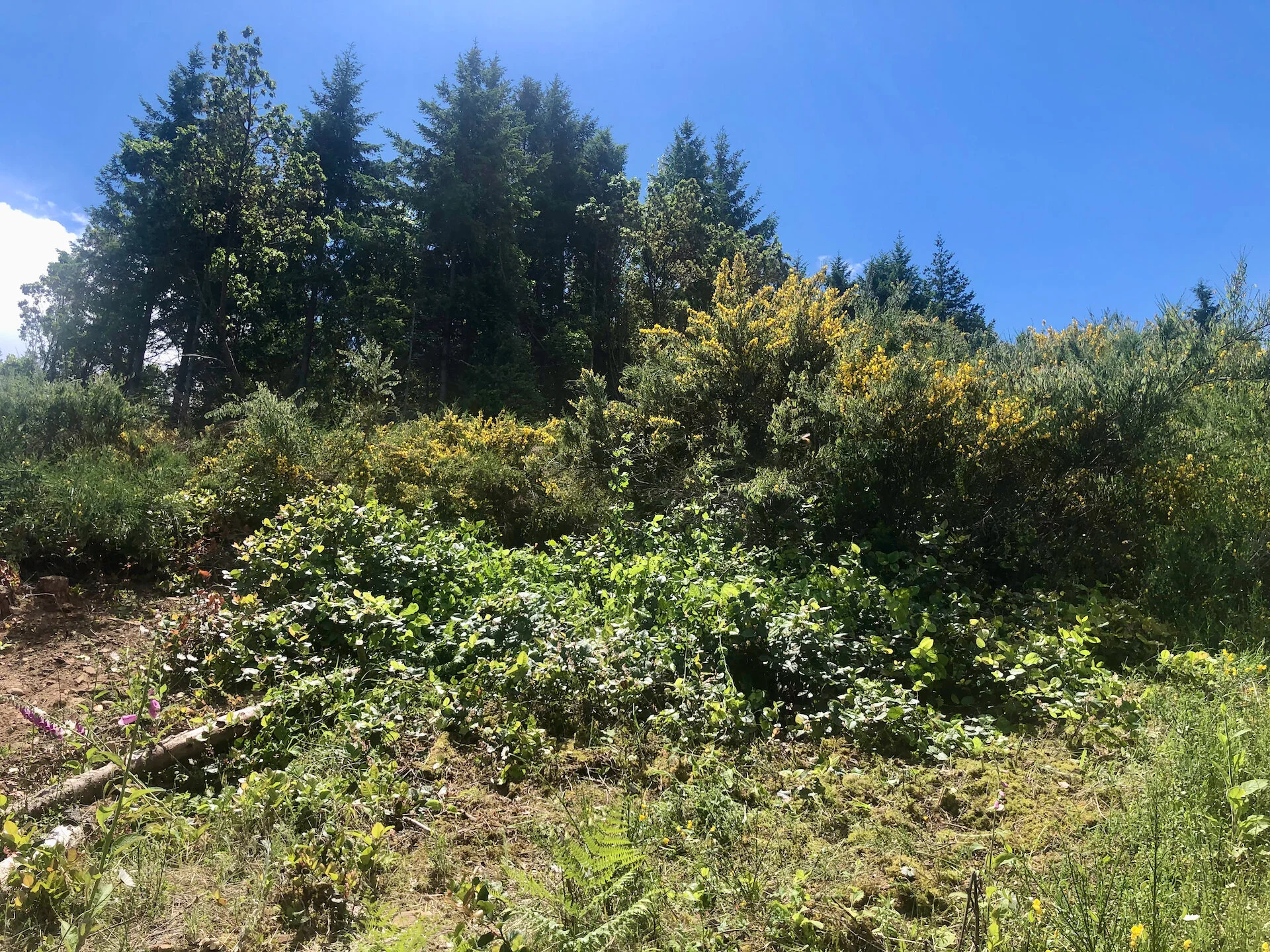  I also cleared out this piece of the hill. This patch of salal (native shrub) was hidden under broom six feet tall.  