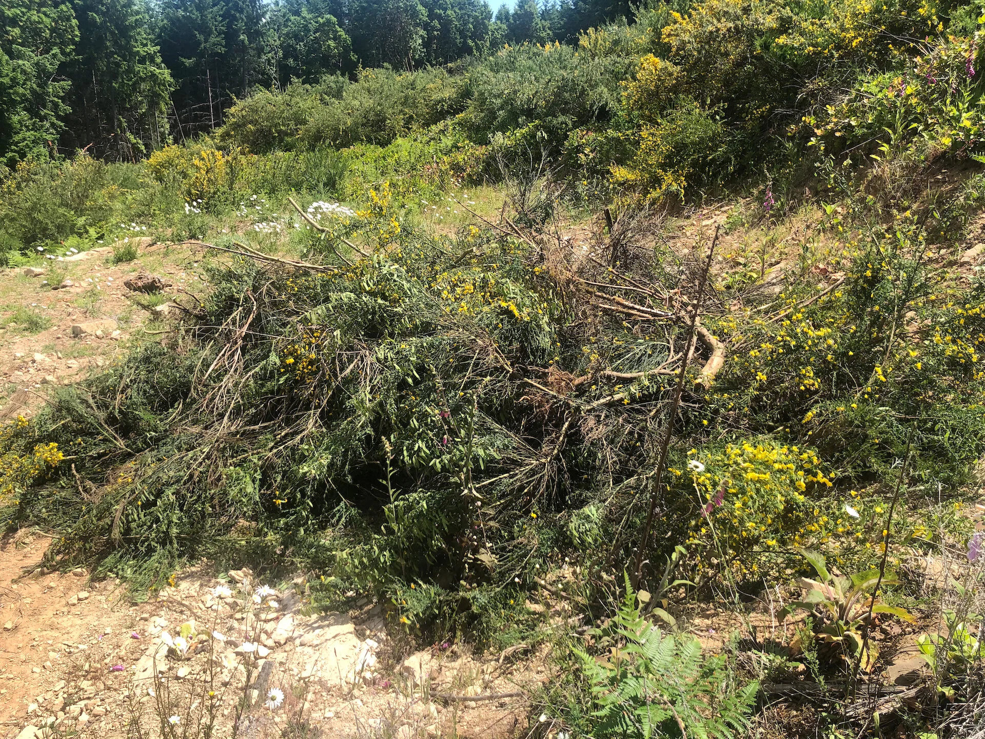  The pile of broom I ended up with by the time I was done. 