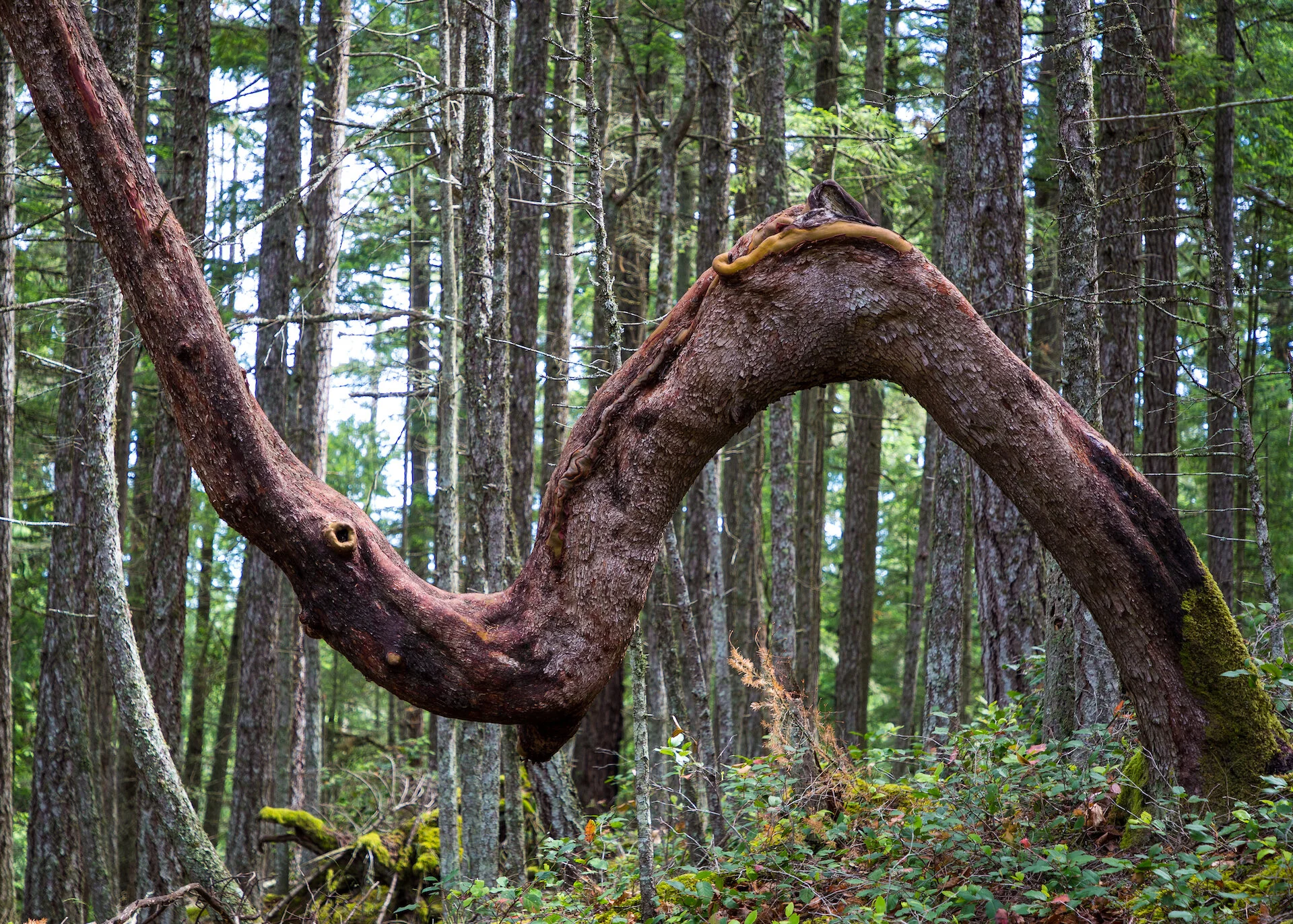  One of the many cool arbutus trees along the hike. 