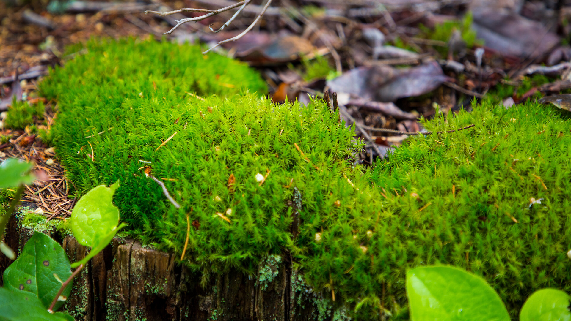  Some cool moss. 