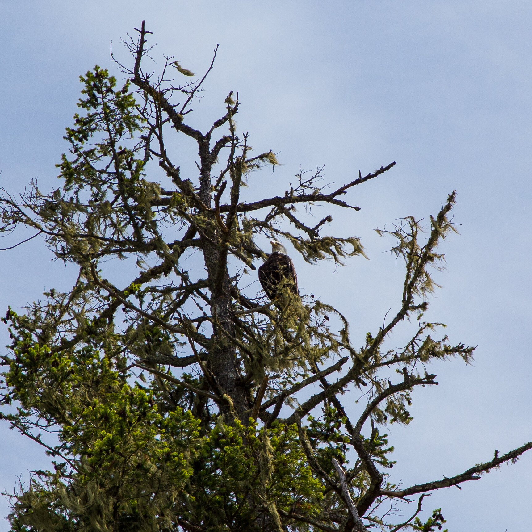  A bald eagle, keeping watch as we hiked underneath it’s perch. 