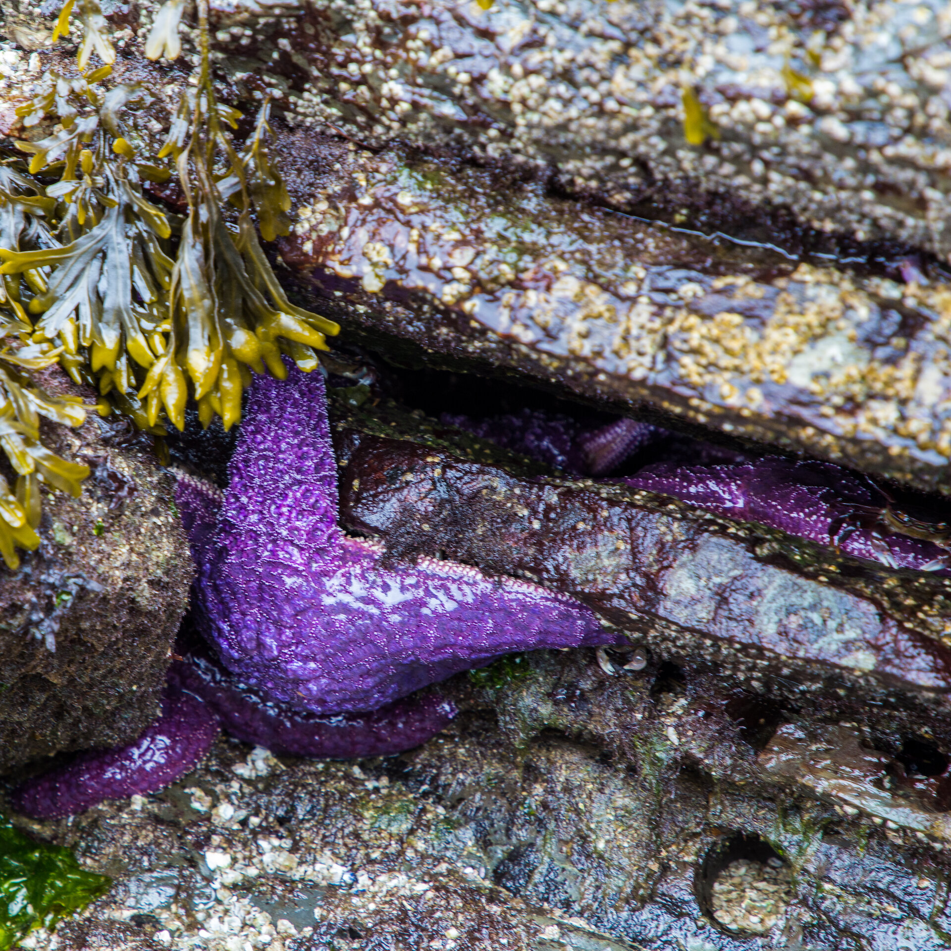  Purple sea stars along the tide line. 