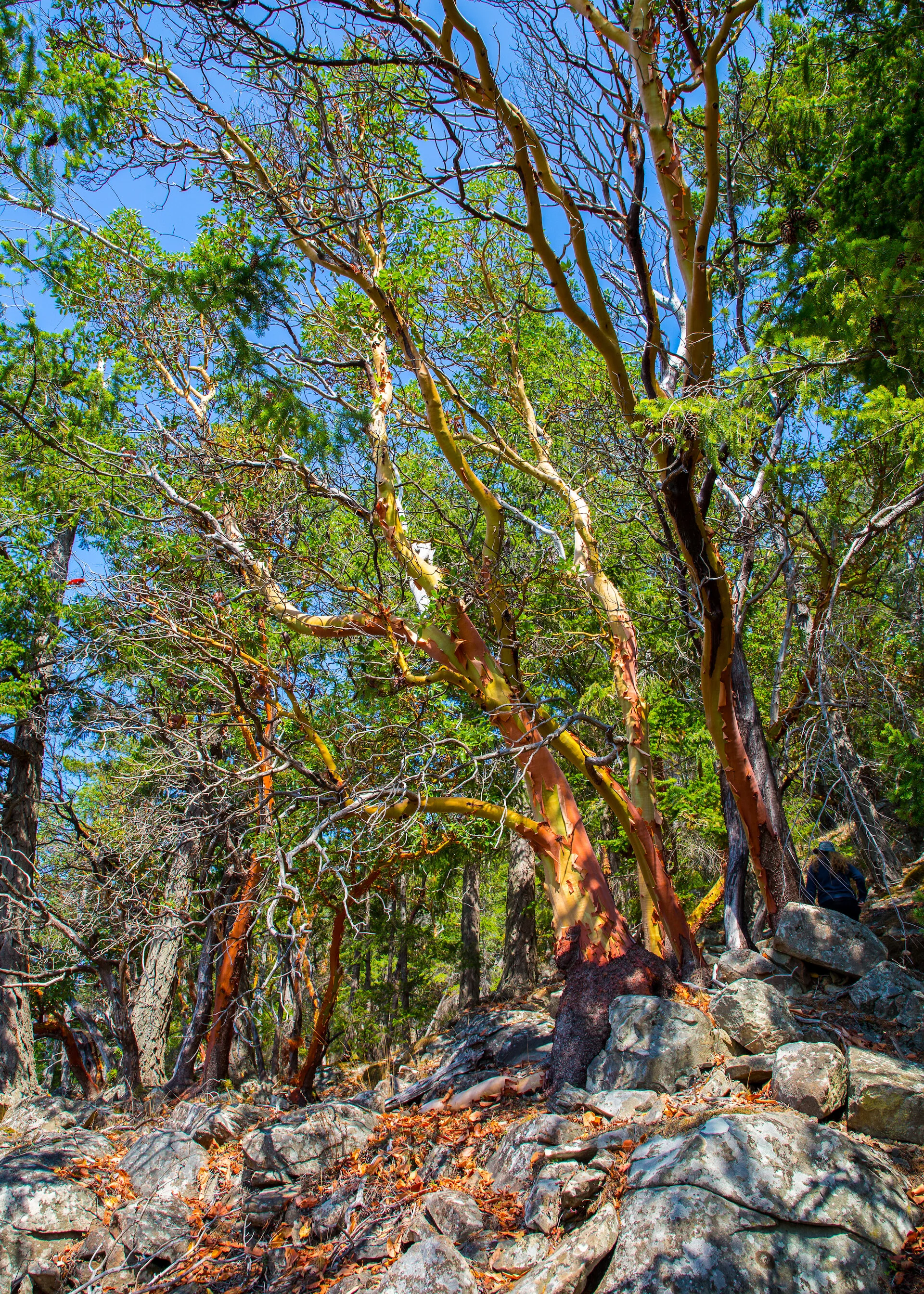  There are huge arbutus trees all along the trail. 