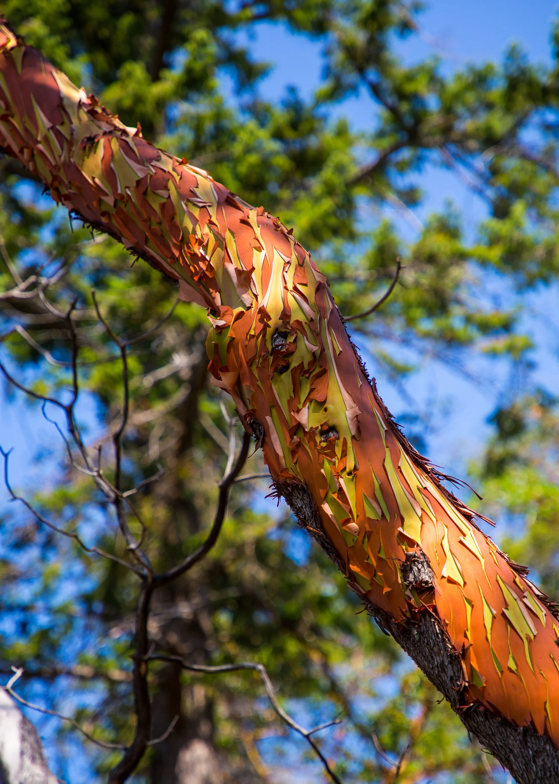  The bark on the arbutus trees is in full peel. 