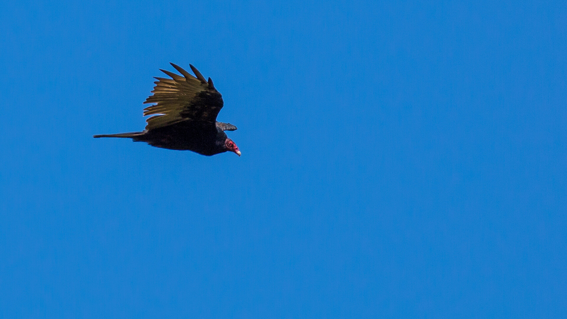  Turkey vulture  