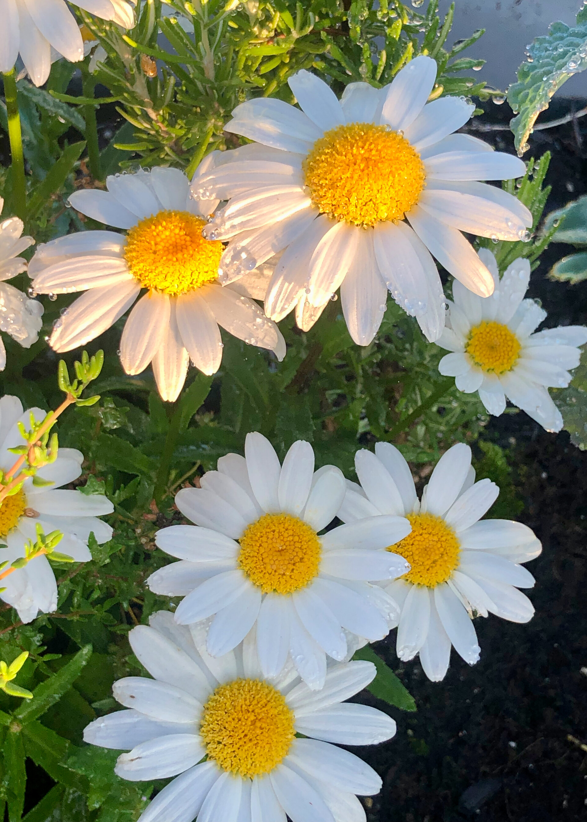  The daisies also did well this summer. 