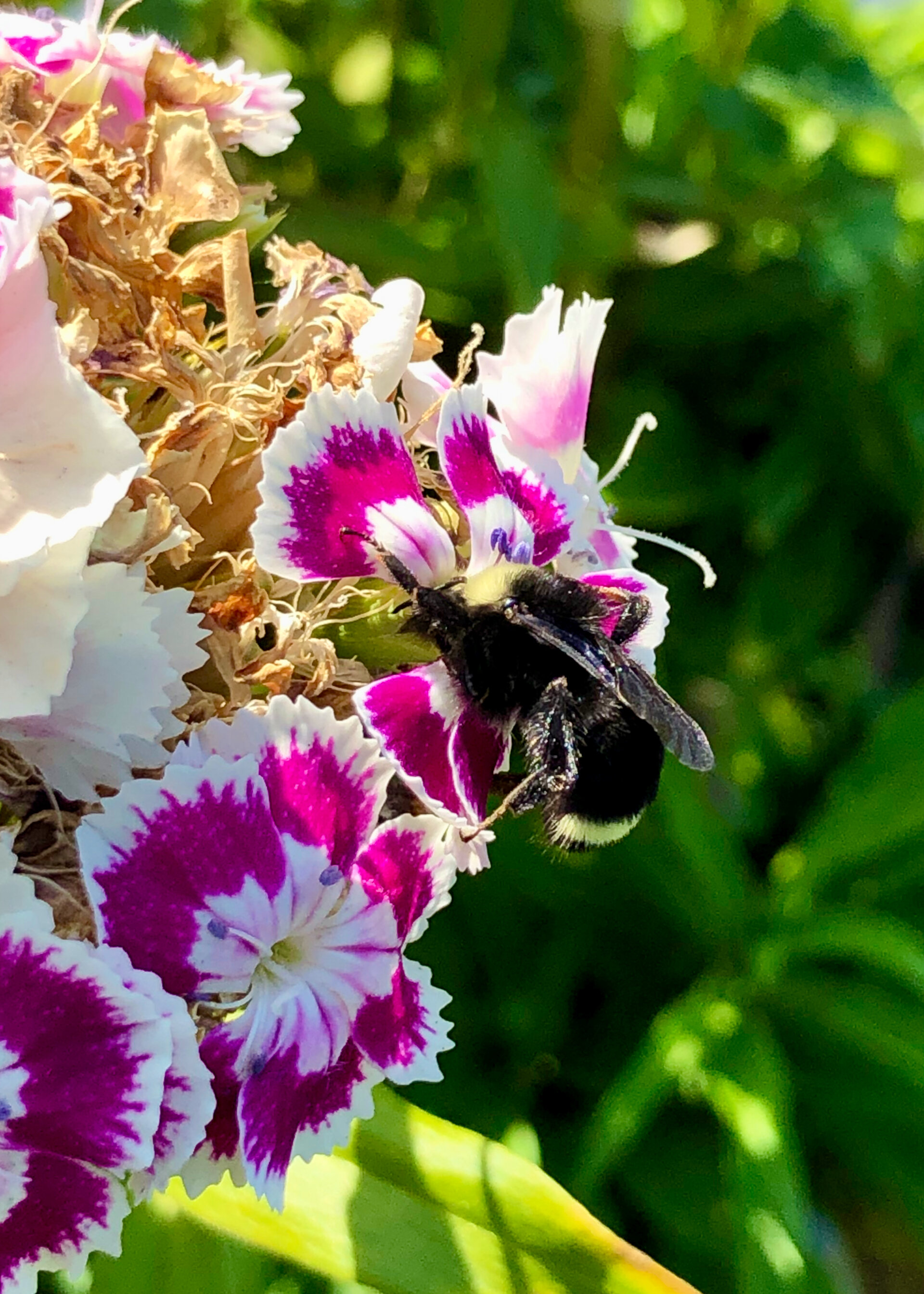  Bumblebee on the wild flowers 