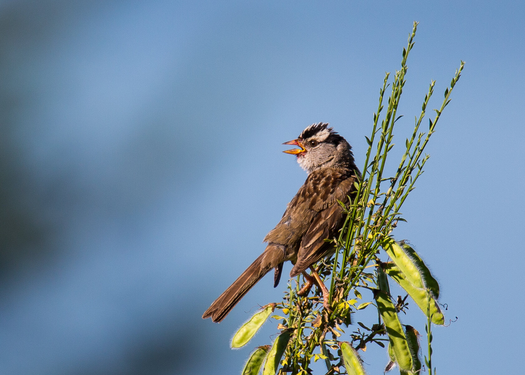 Late June - White-crowned Sparrow