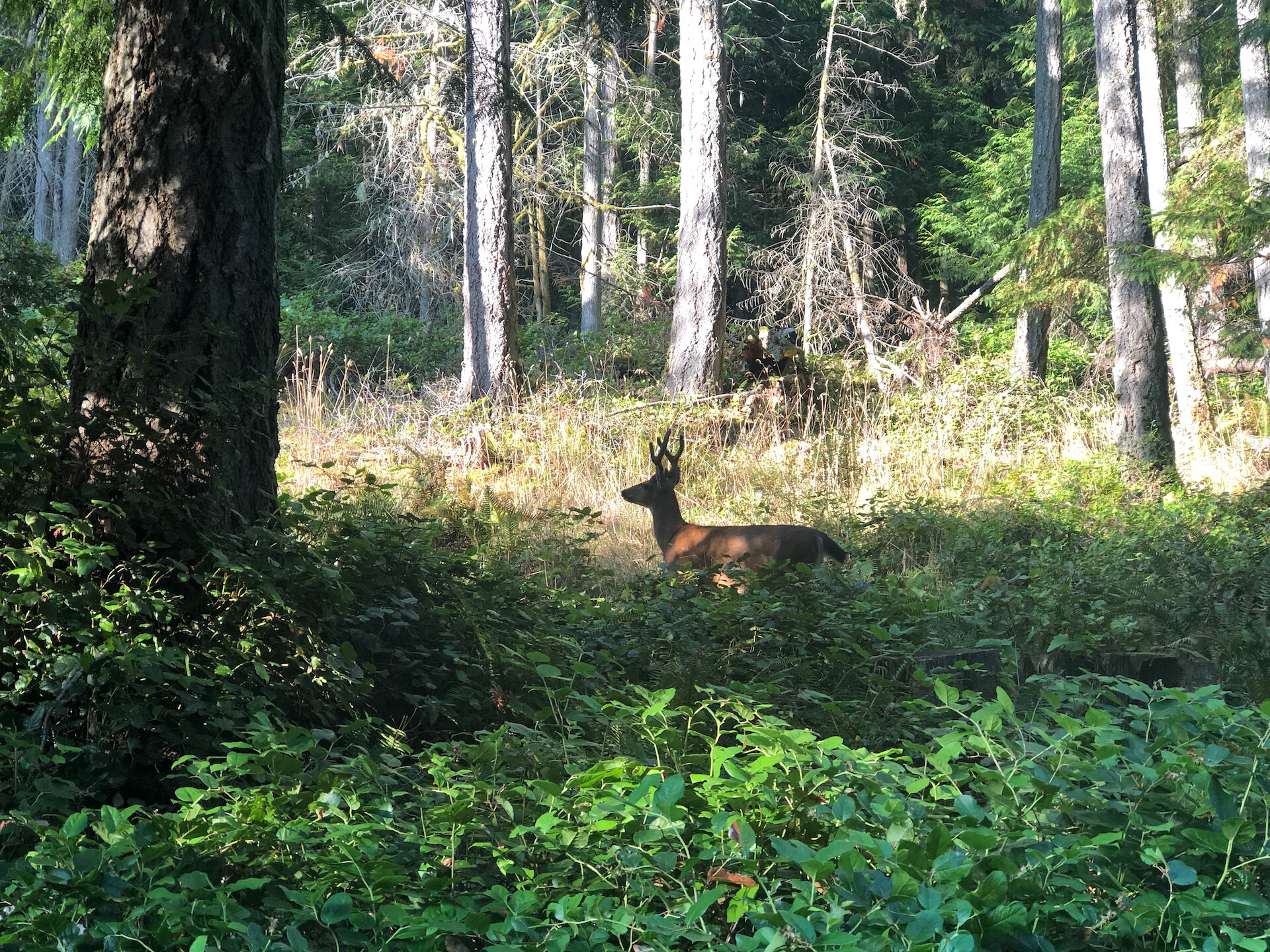 Early August - Deer (mageddon)