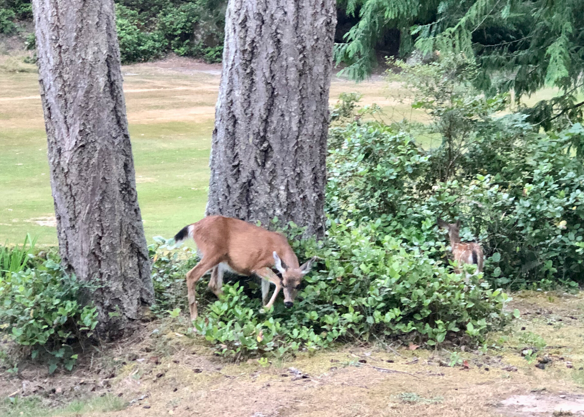 Early August - Deer (mageddon)