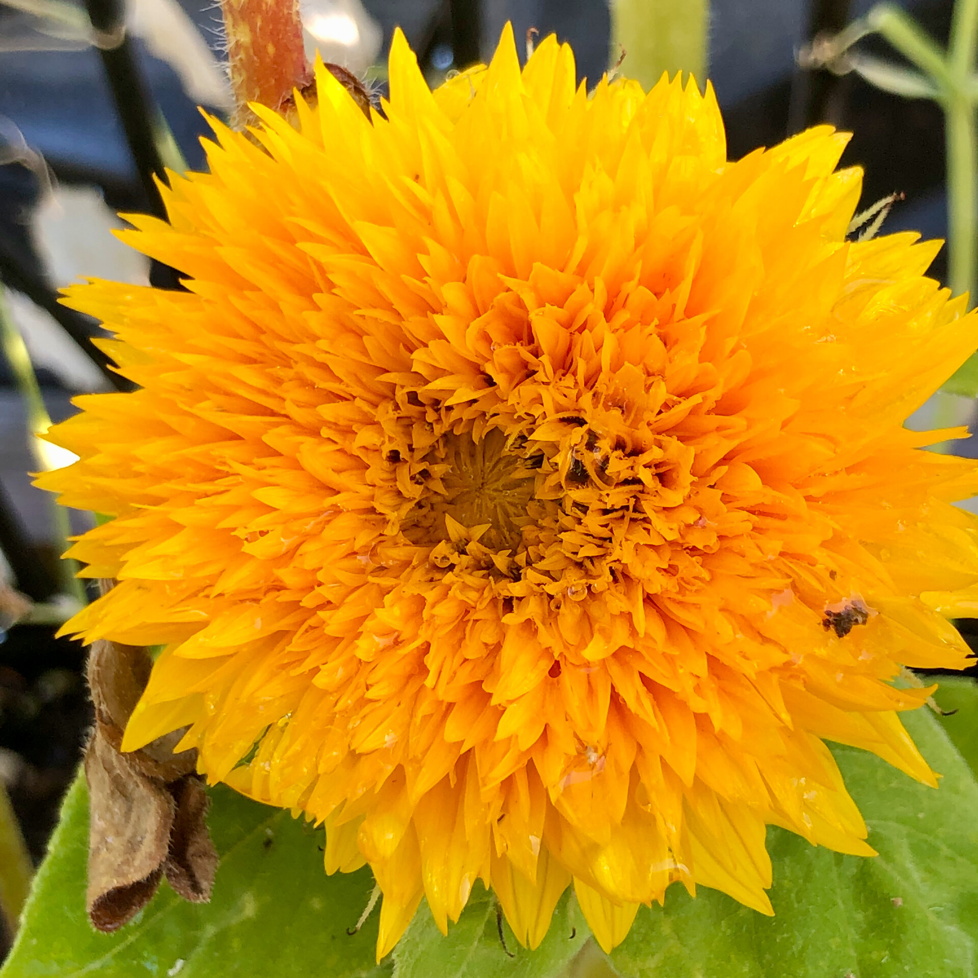 Late July - Sunflowers