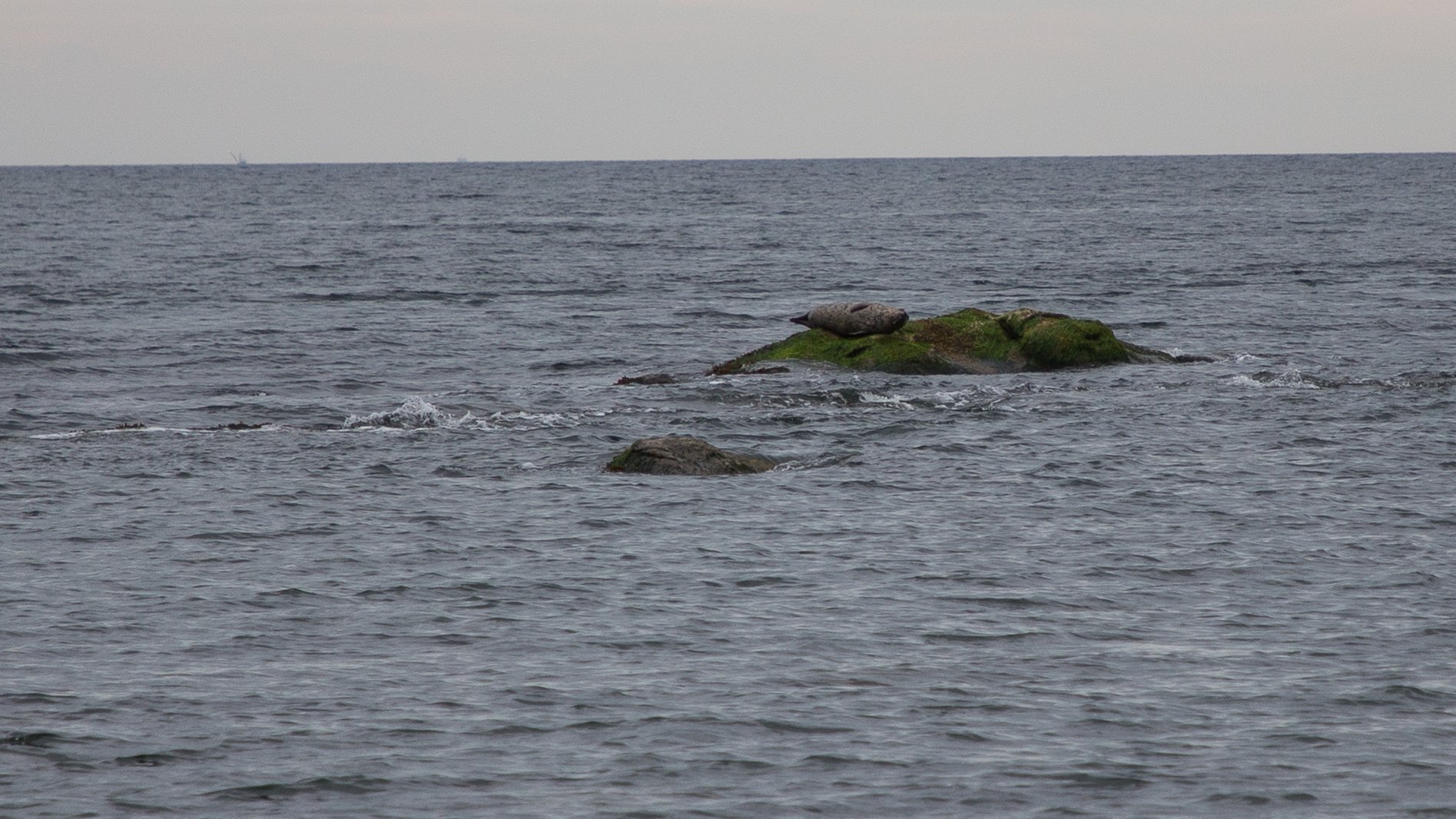  A harbour seal, hanging out on the rocks in the rain. 