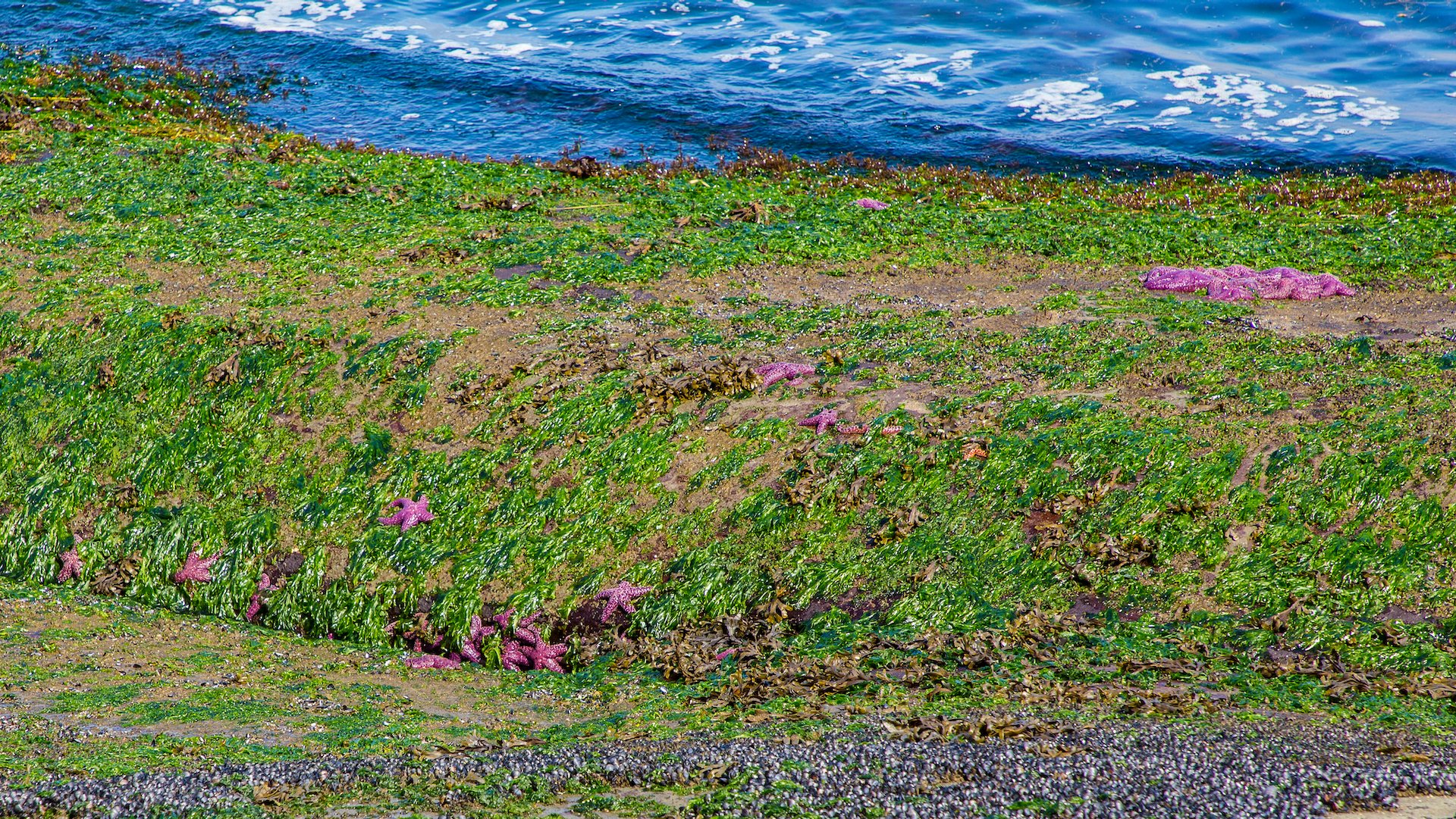  With the tide out, there were so many purple sea stars visible along the tide line. 