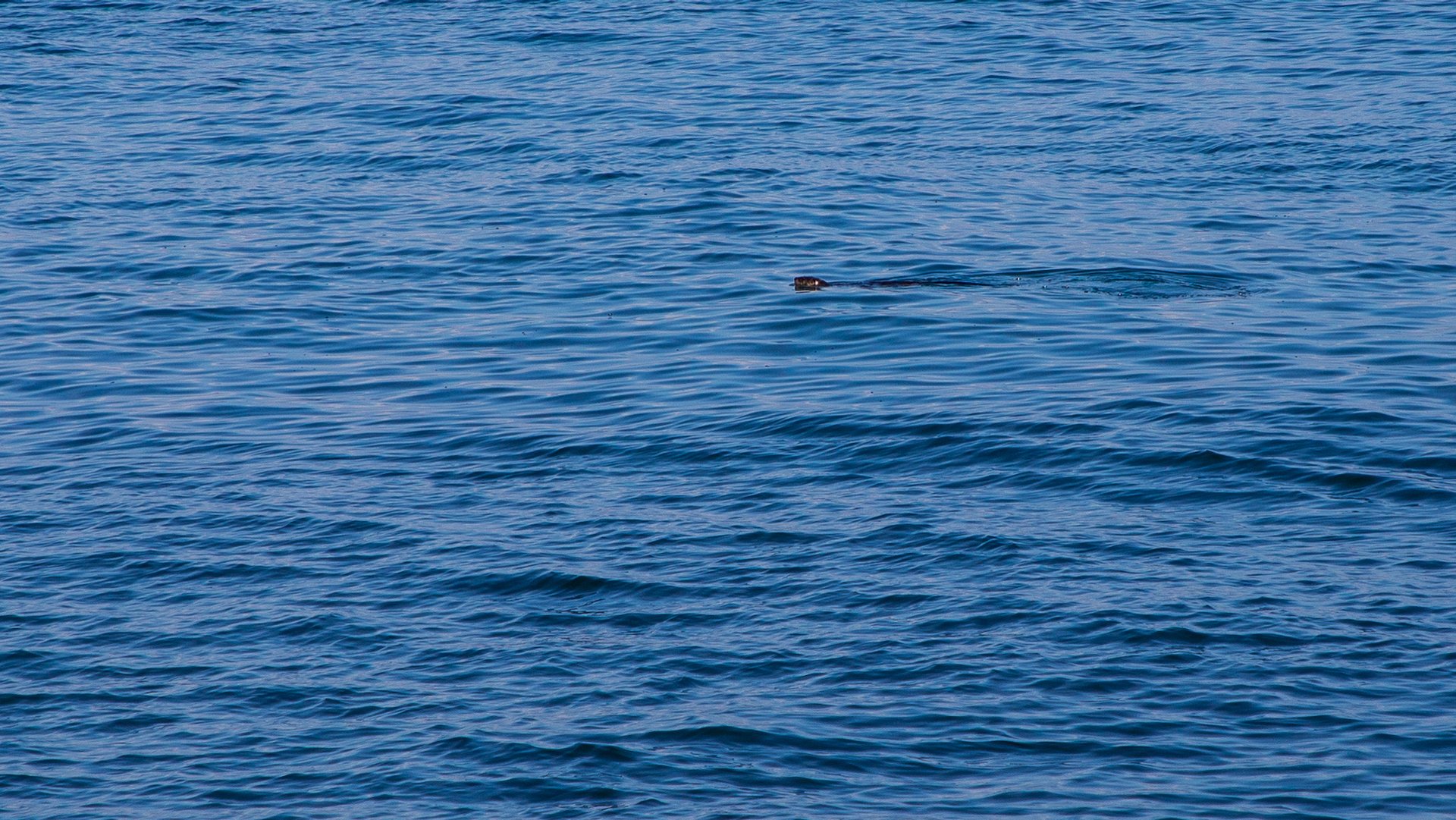 We also spotted some wildlife -  this river otter was with us for a while, plus the usual seals. 