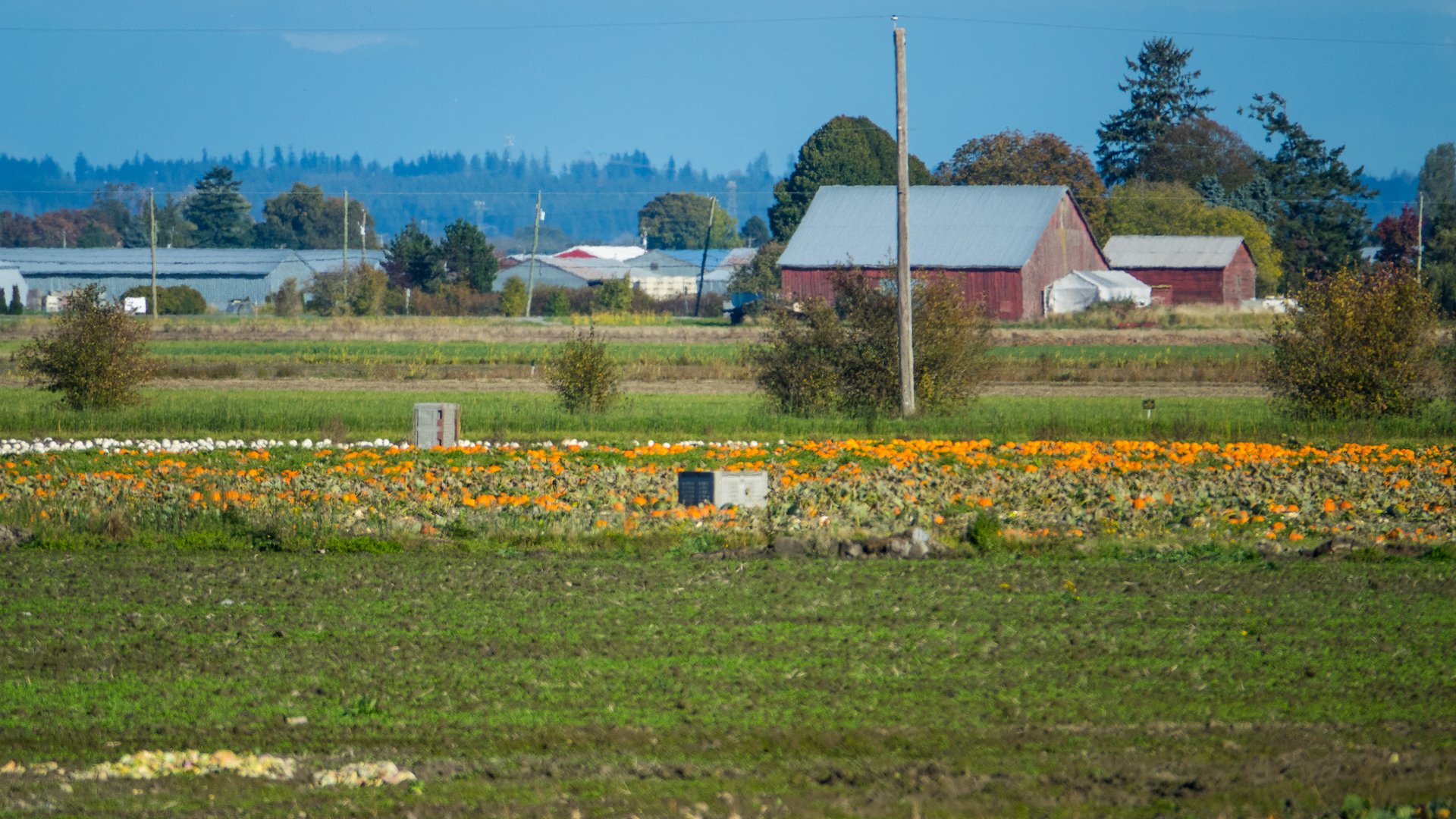  IN some places, the fields are still full of pumpkins. 
