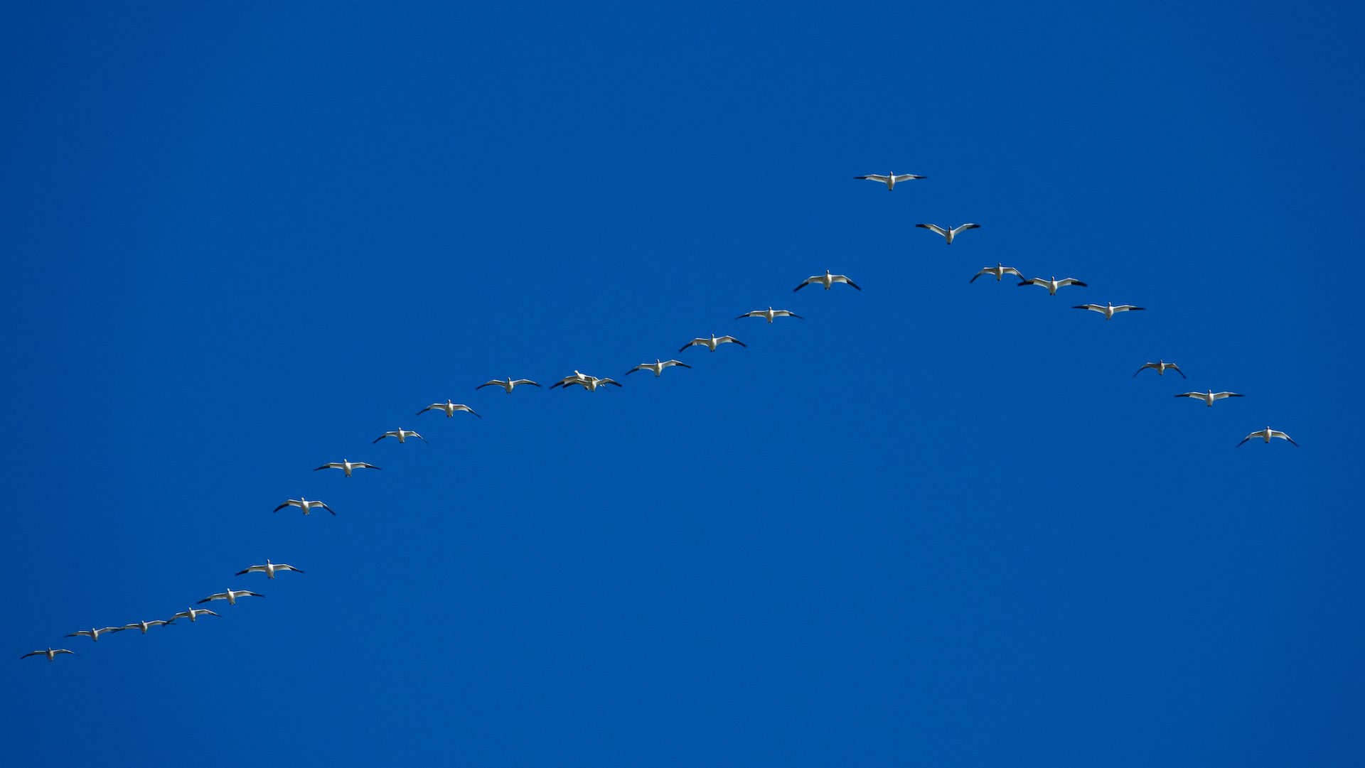 The flocks of snow geese kept flying overhead. 