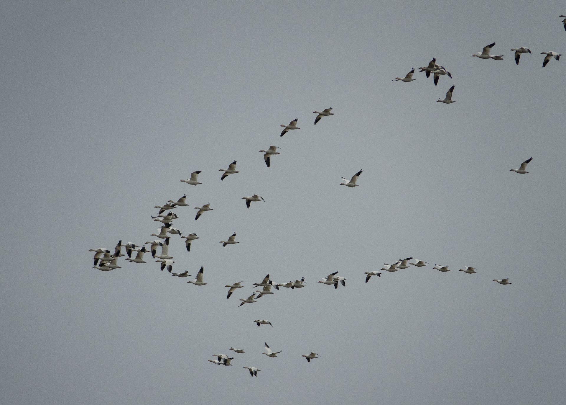 The flocks of snow geese were still around.