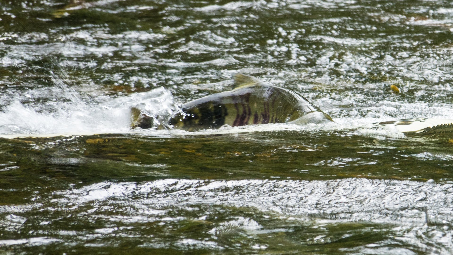 A big salmon trying to get up and over one of the dividers.
