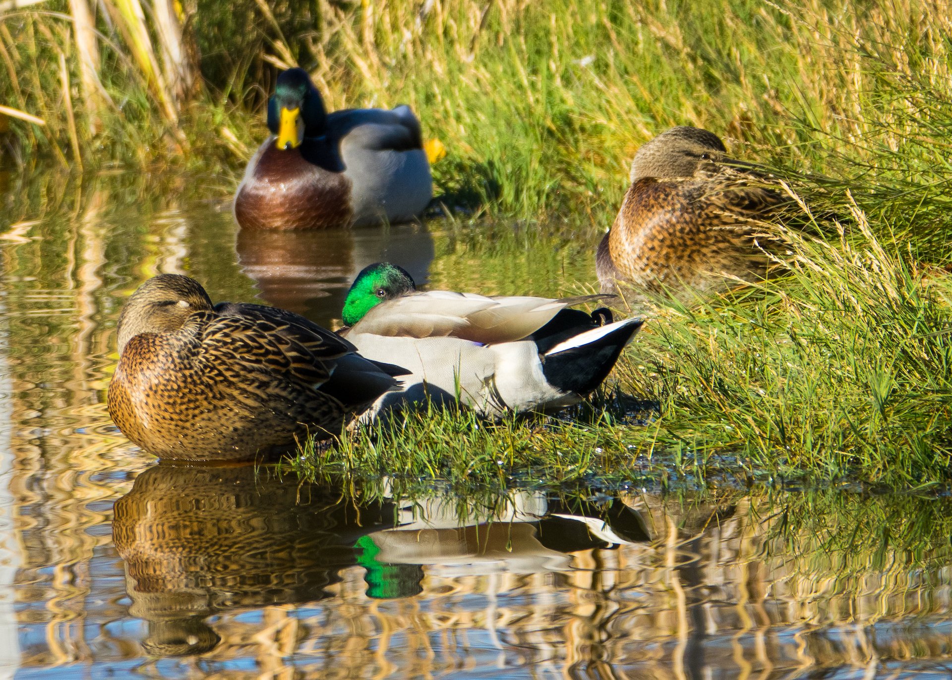 Yes, there are still tons of mallards about.