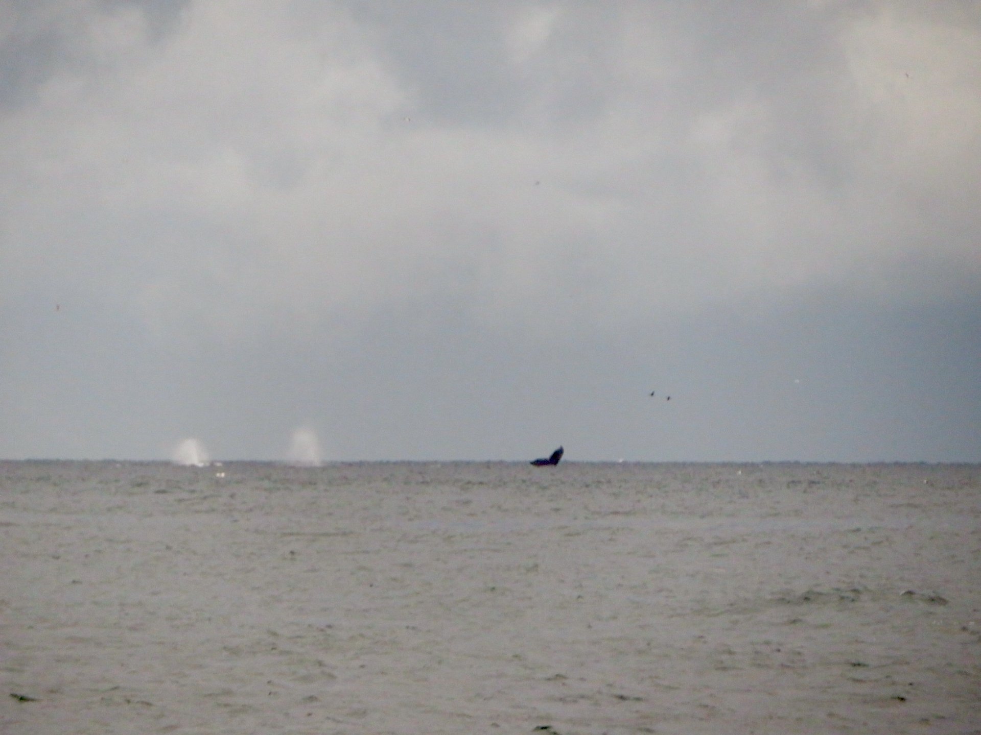  A whale tail and a couple of blow spouts from the beach. 
