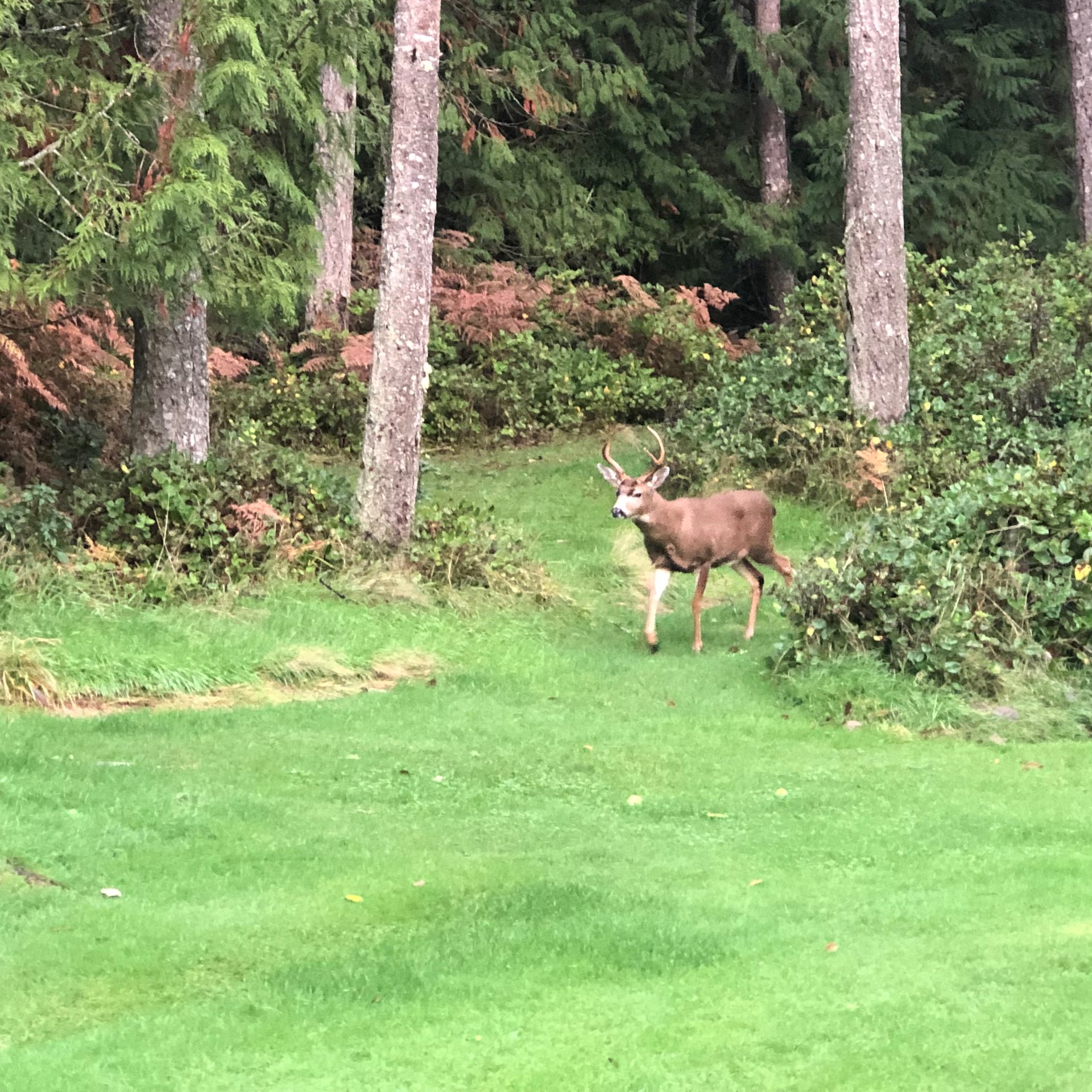  As usual, my only companions on the golf course were the deer. 