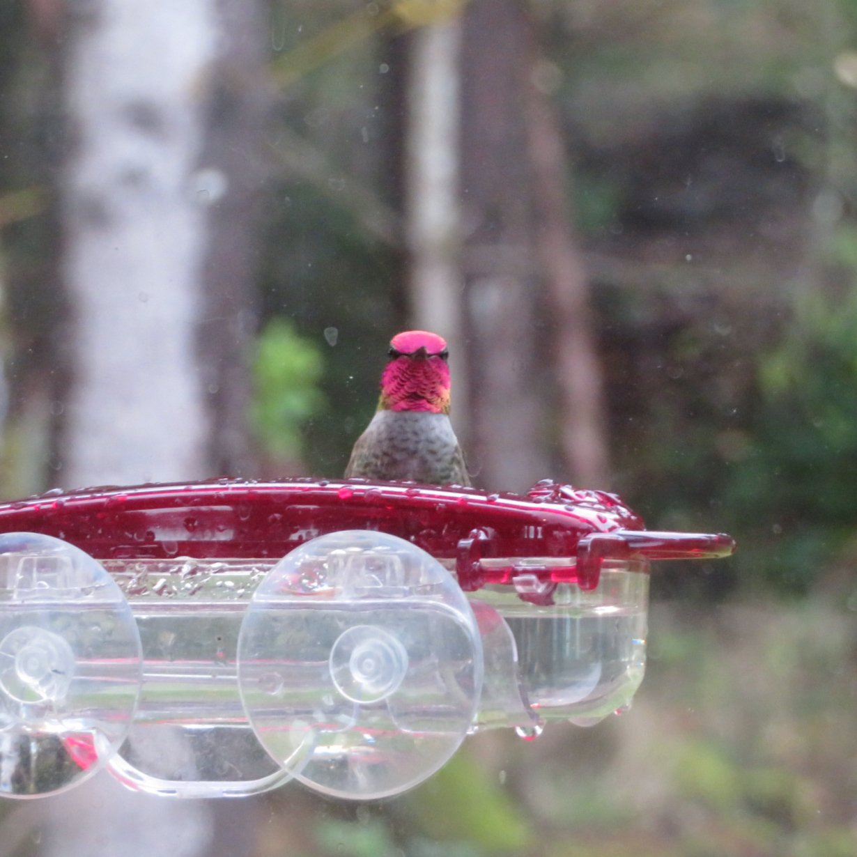  The hummingbirds were happy to see us back and the feeders refilled.  