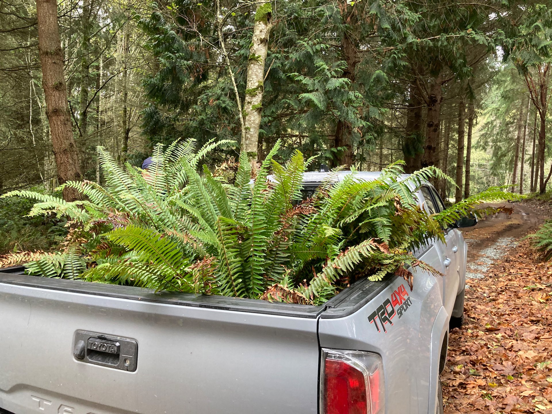  Lot’s of ferns, ready to head for home. 