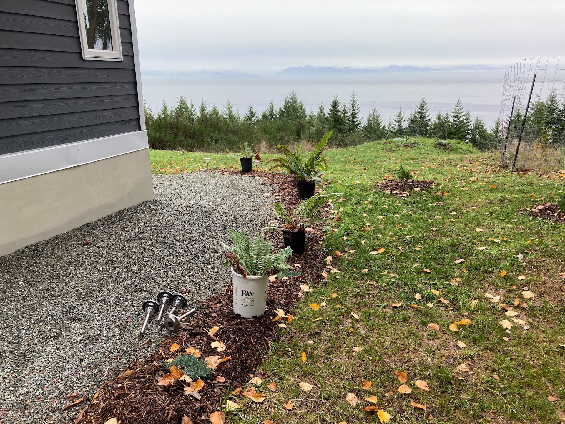  Laying out where we wanted the ferns planted. 