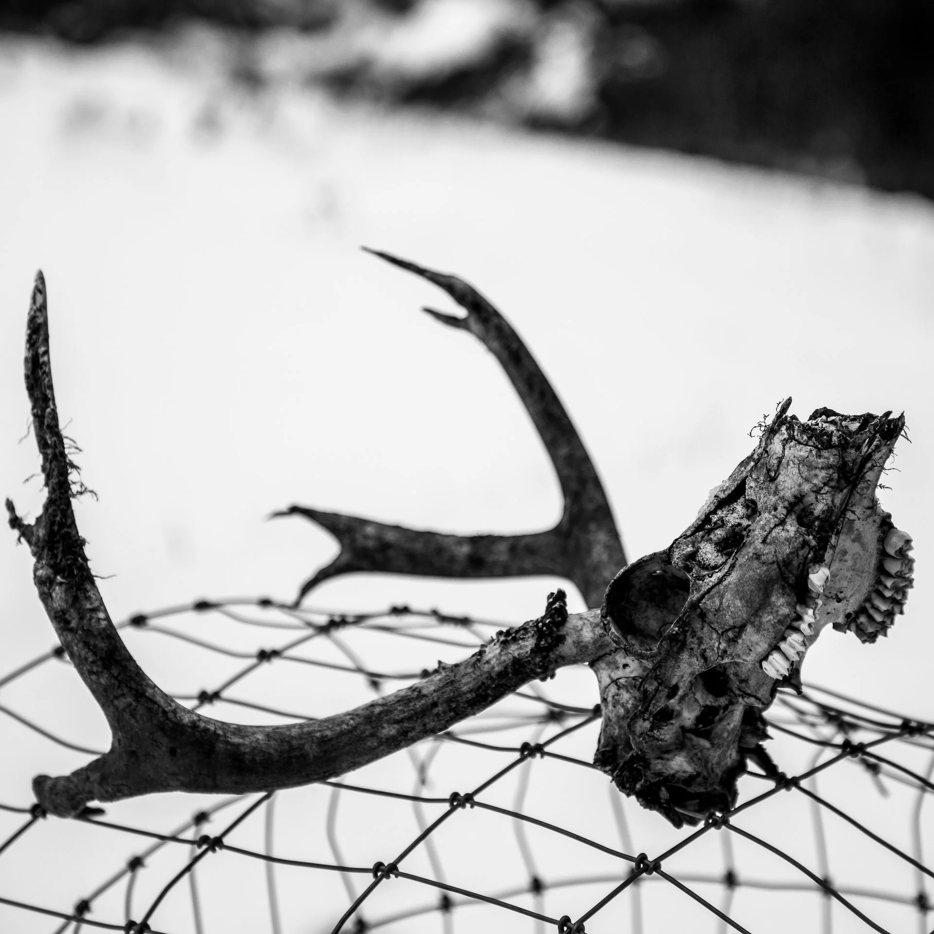  We found this deer skull down in the forest on a previous trip.  