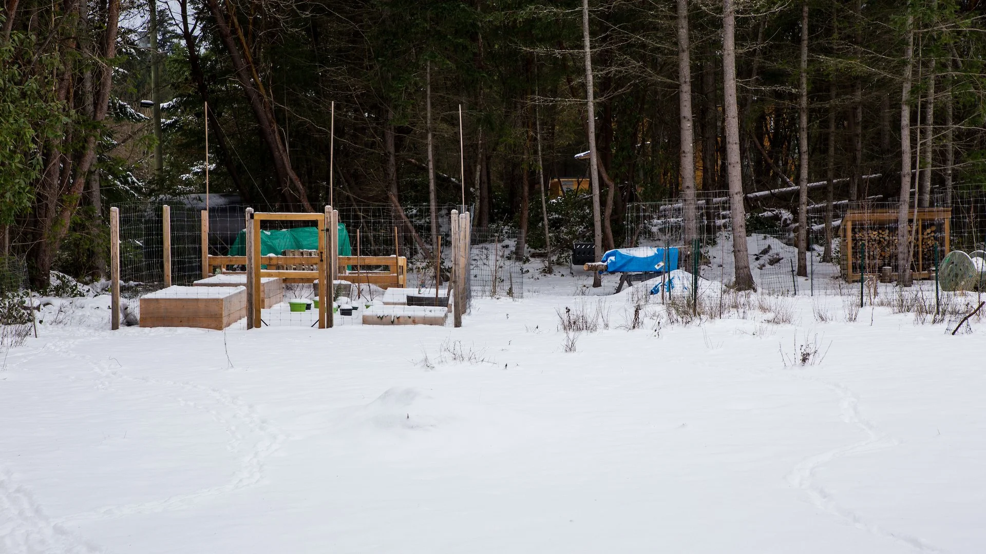  I’m hoping the few remaining veggies will survive the short snow covering 