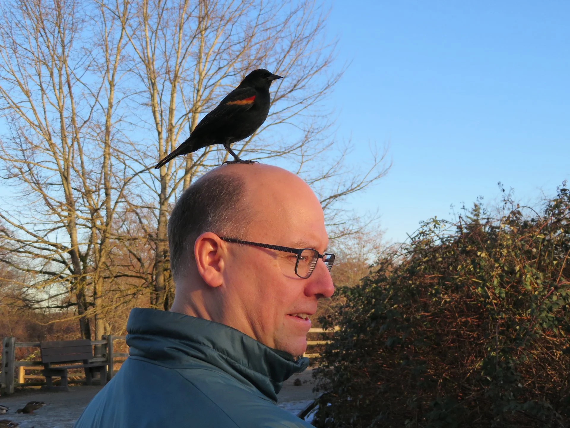  The red-winged blackbirds are getting a little friendly. 