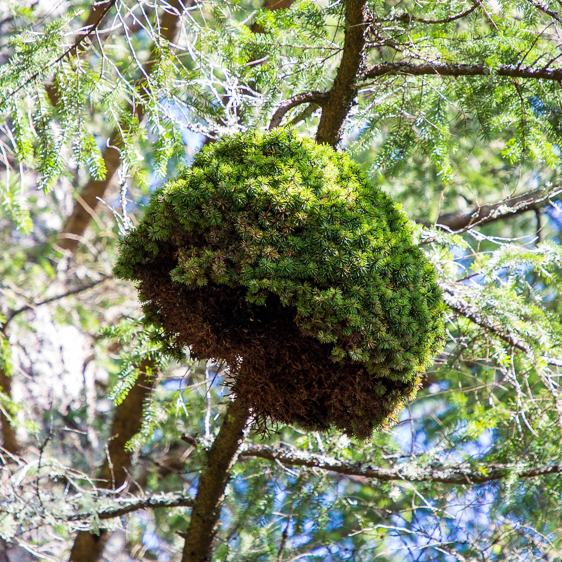  There was one of these cool “growths” up in one of the fir trees near the start of the hike. We’ve seen these on the island before, and I think they’re some kind of symbiotic growth. 