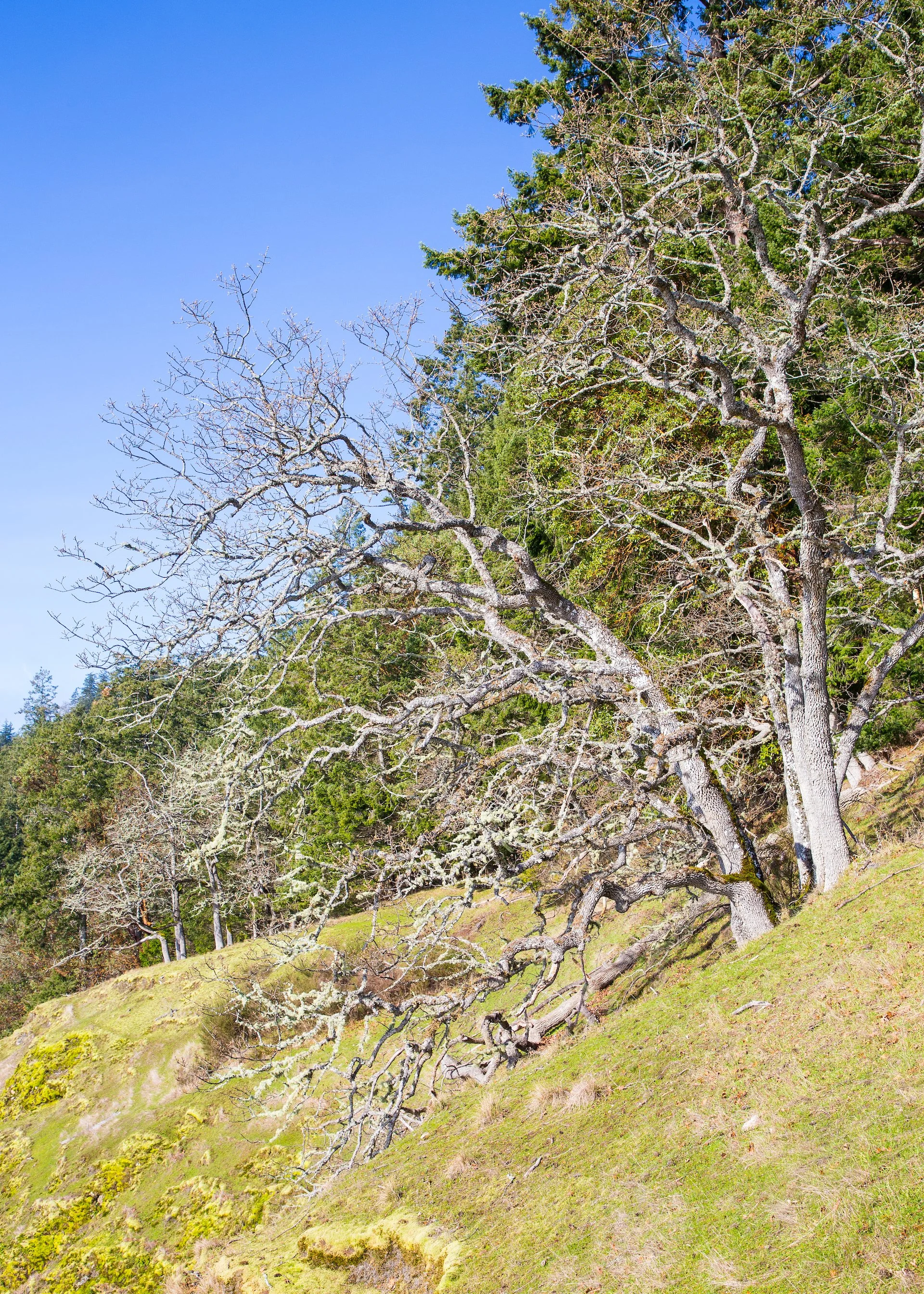  Garry oak open parkland along the edge of the cliff. 