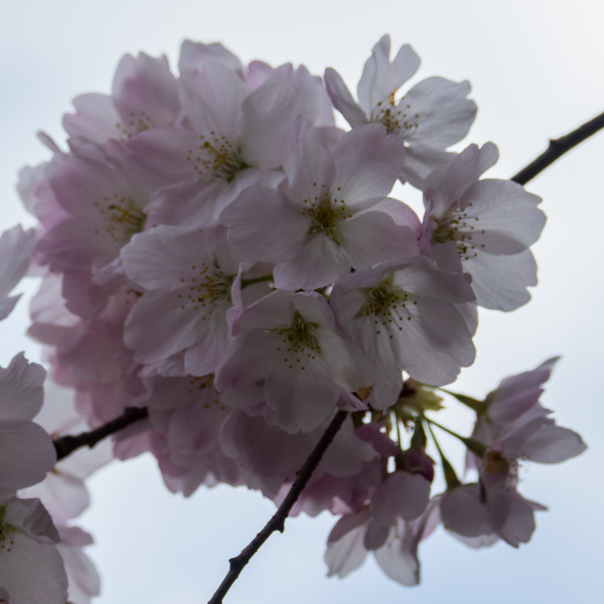 Spring Flowers - 1.jpeg