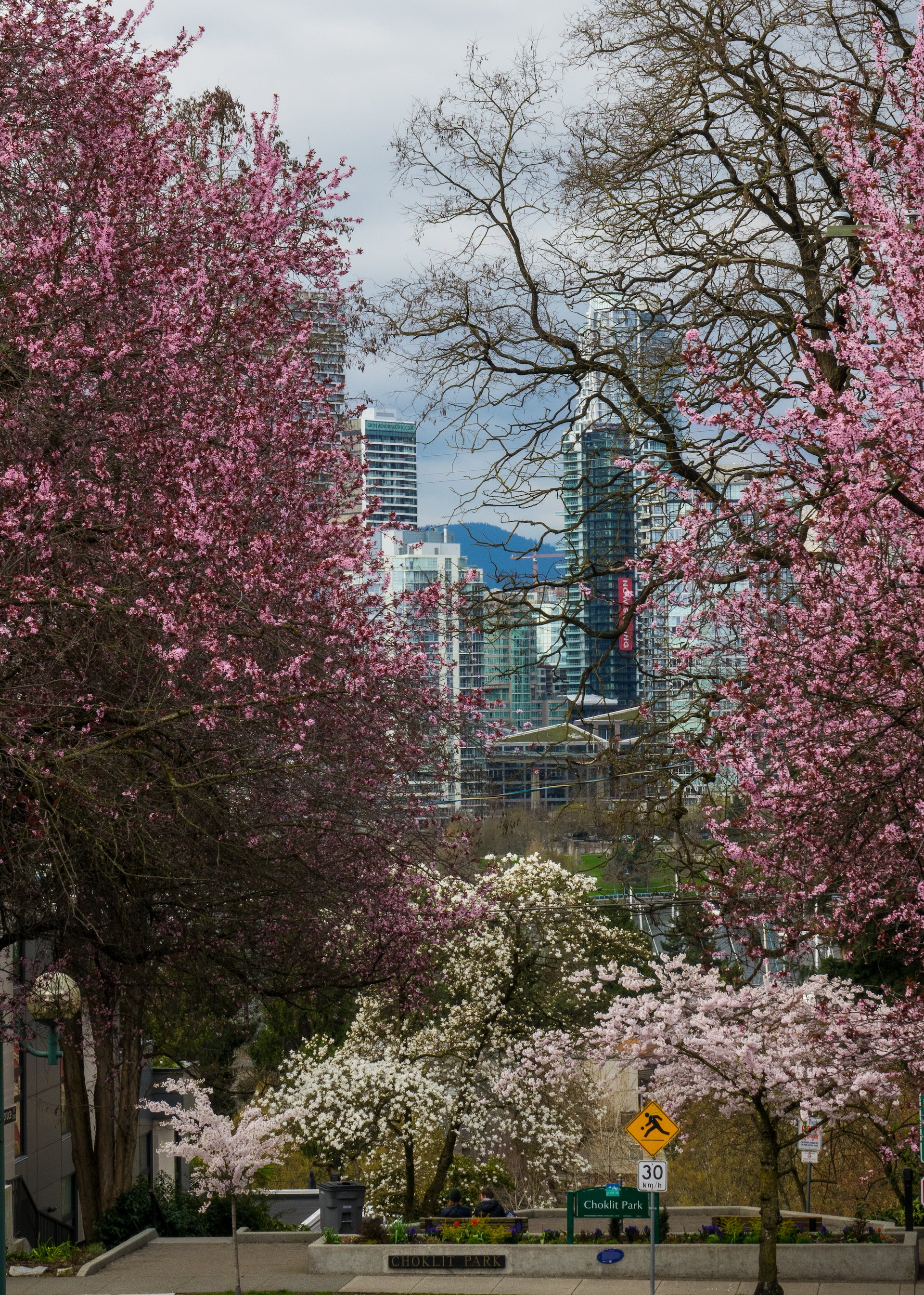  Choklit Park on 7th, about a block from the house has an amazing view of the city with lots of early blossoms. 